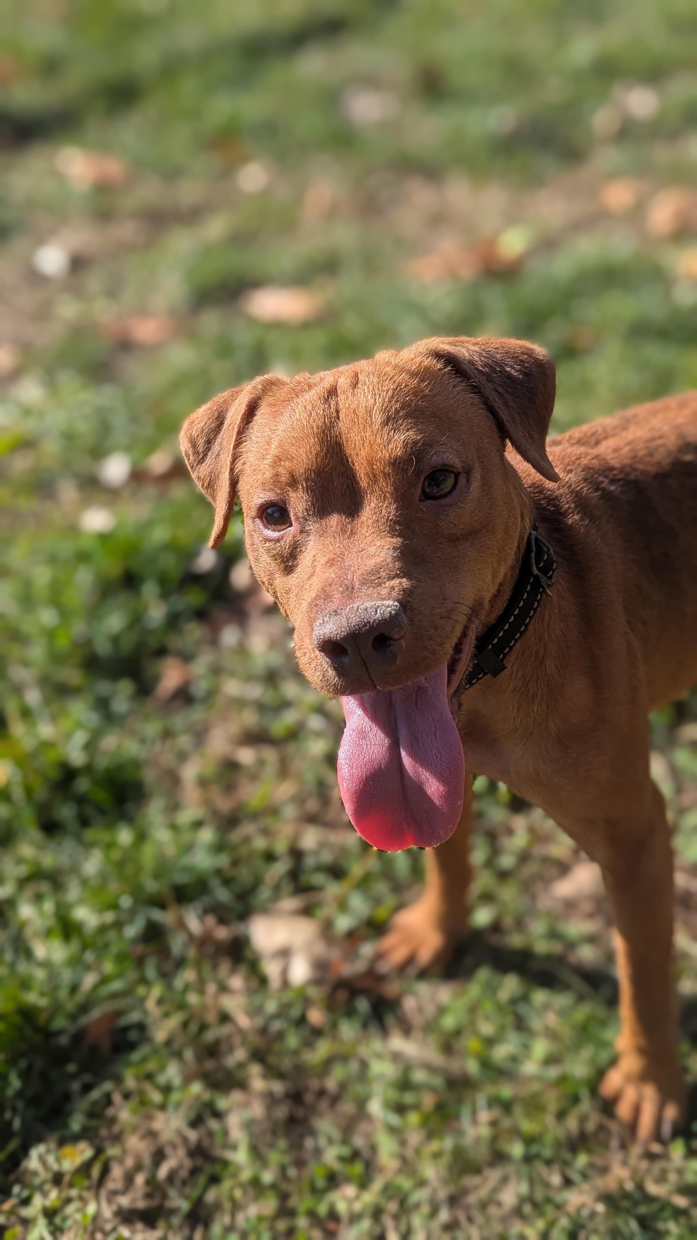 Enlarge Jose, an adopted mixed breed in Benton Harbor, MI image 3/6