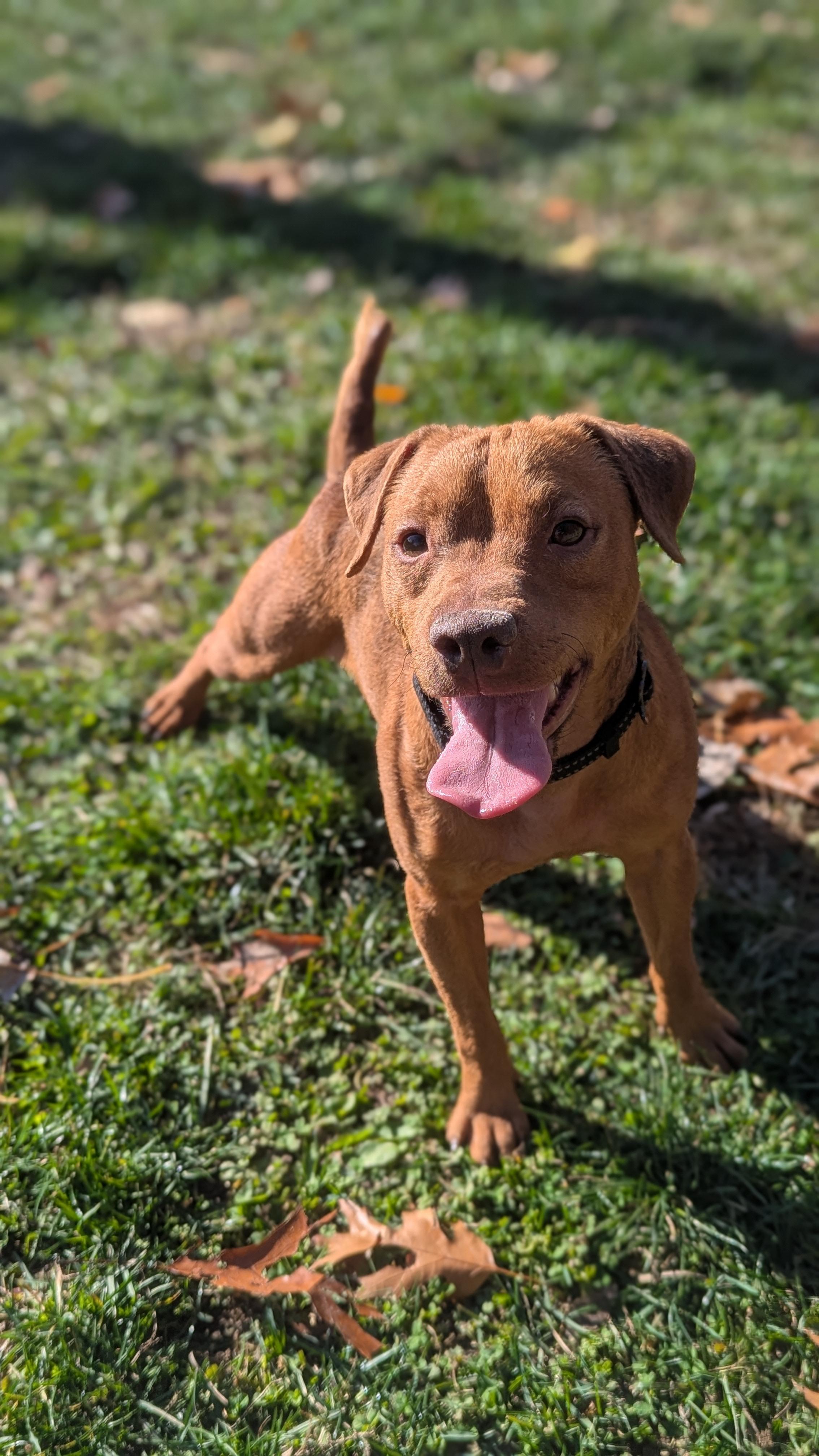 Enlarge Jose, an adopted mixed breed in Benton Harbor, MI image 4/6