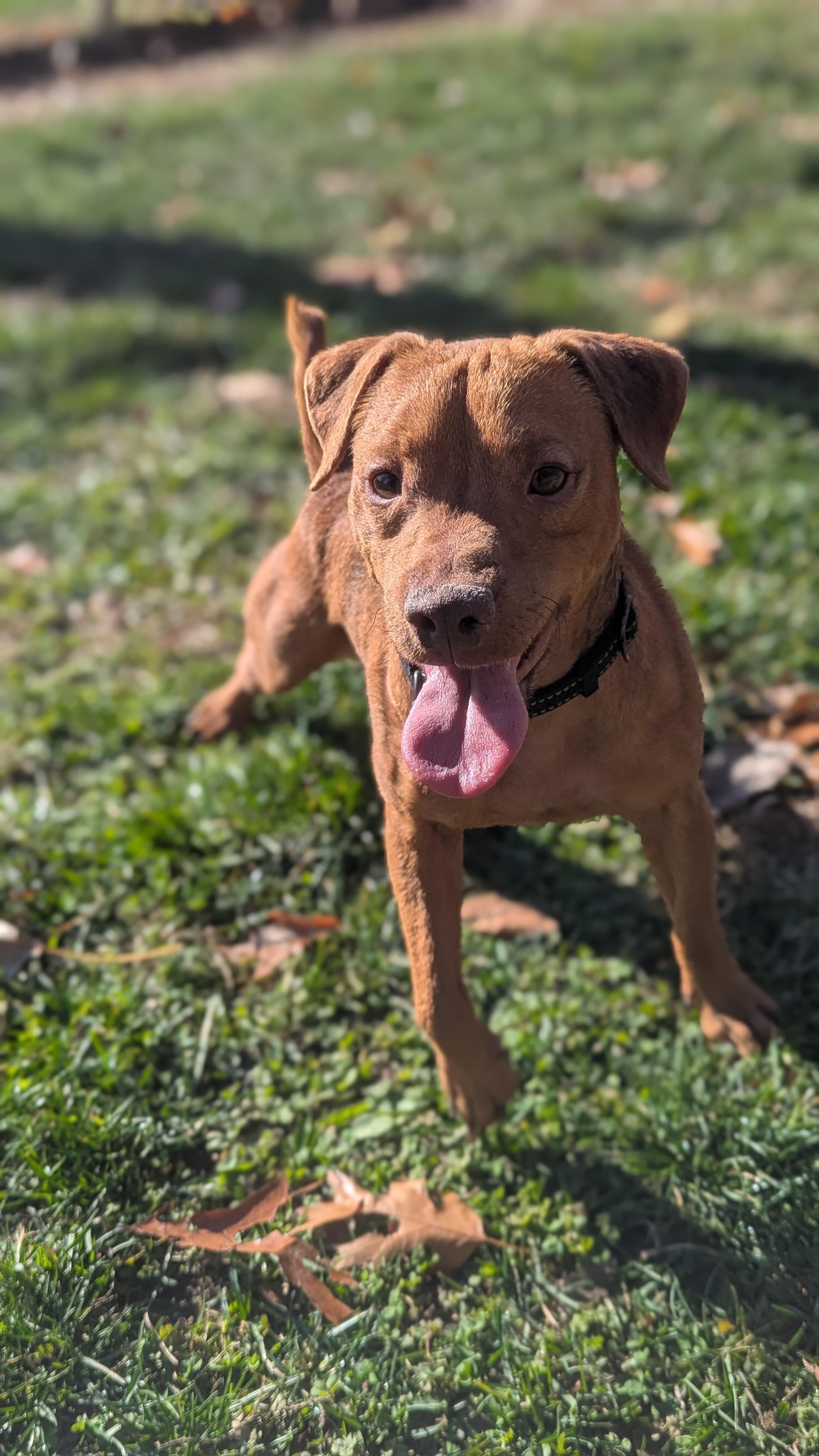 Enlarge Jose, an adopted mixed breed in Benton Harbor, MI image 5/6