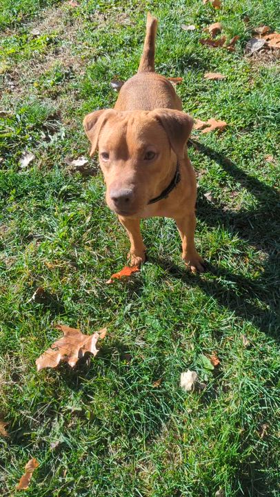 Enlarge Jose, an adopted mixed breed in Benton Harbor, MI video 6/6