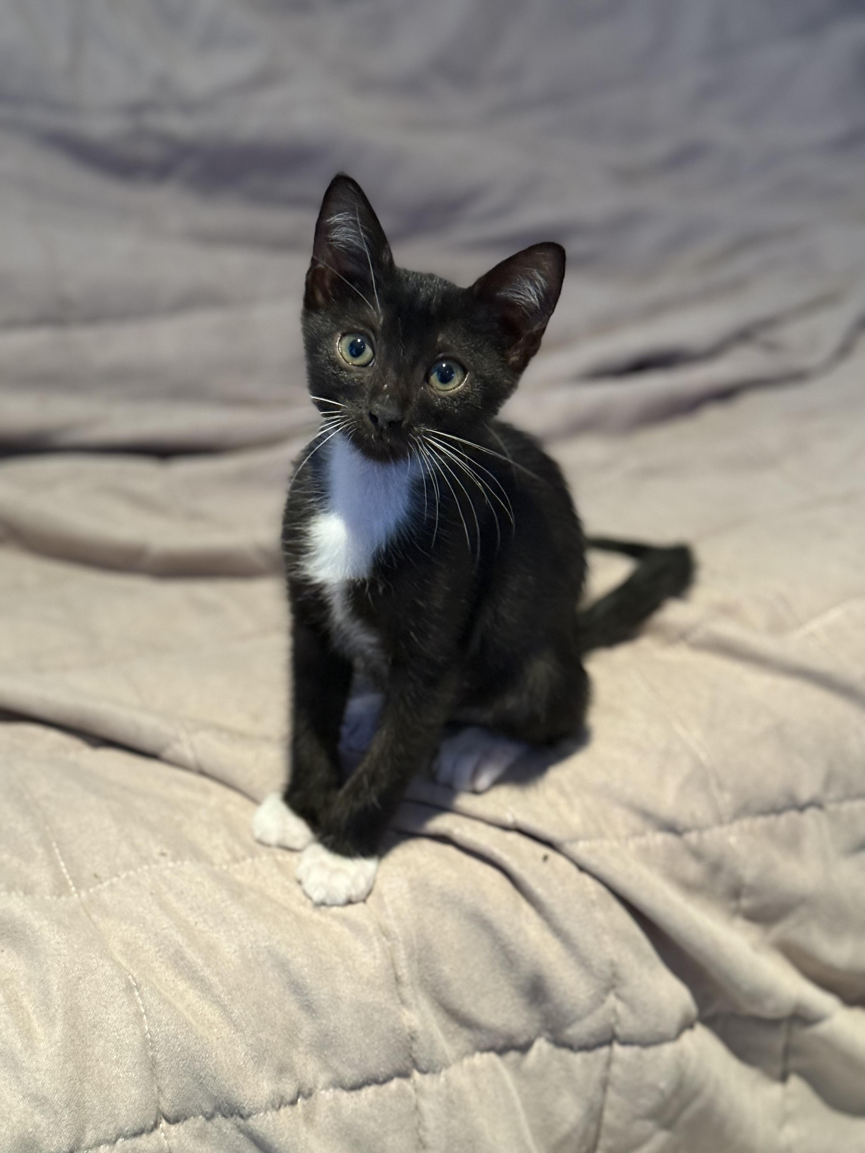 Mr Bond, a Adoptable Domestic Short Hair in Lauderhill, FL image 1/2