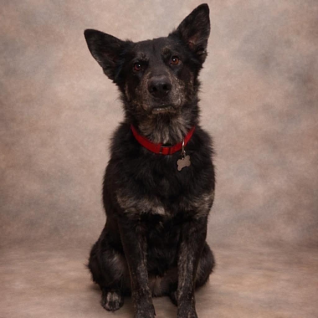 Enlarge Kyler, a Adoptable mixed breed in Jay, NY image 2/6