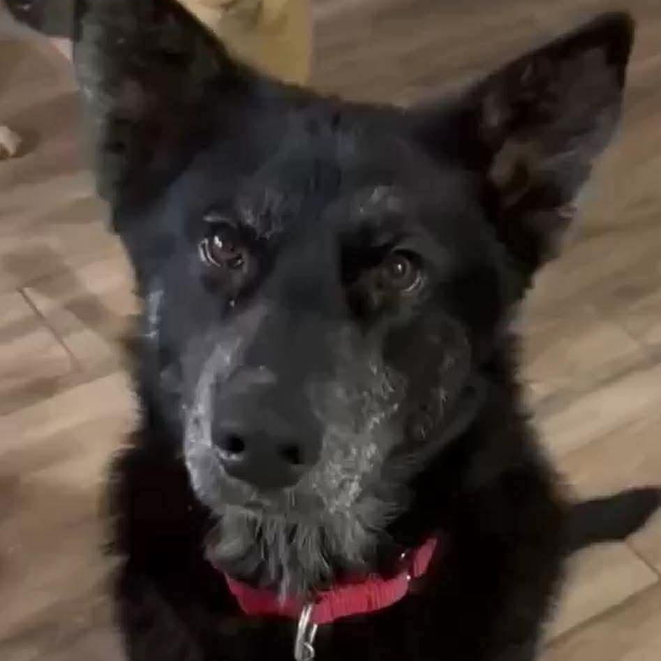 Enlarge Kyler, a Adoptable mixed breed in Jay, NY image 3/6