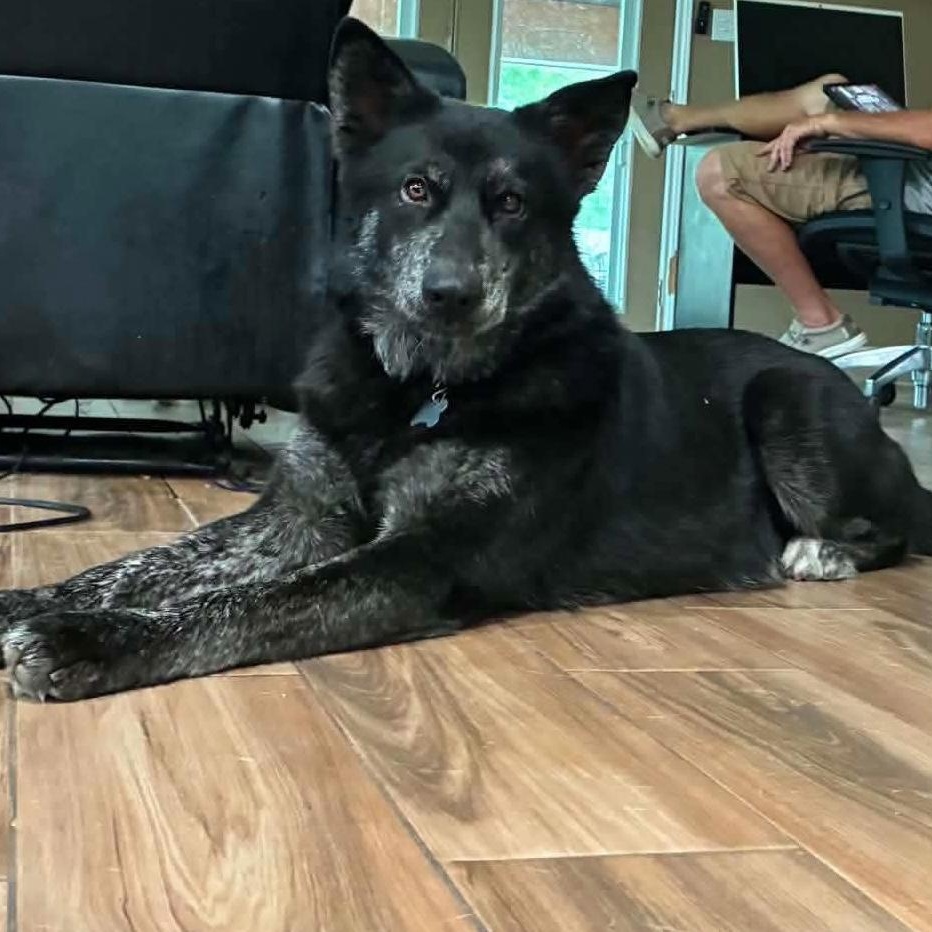Enlarge Kyler, a Adoptable mixed breed in Jay, NY image 4/6