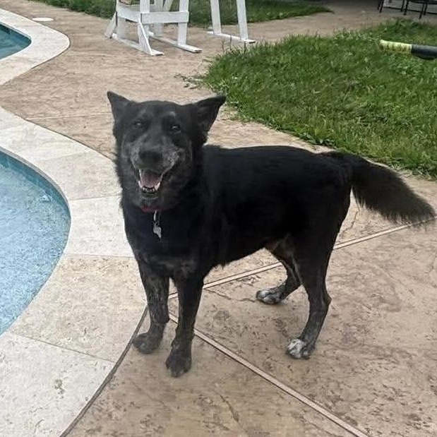 Enlarge Kyler, a Adoptable mixed breed in Jay, NY image 5/6