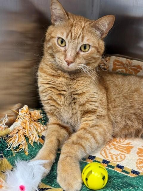 TRES LECHES, Adoptable, Young Male Domestic Short Hair.