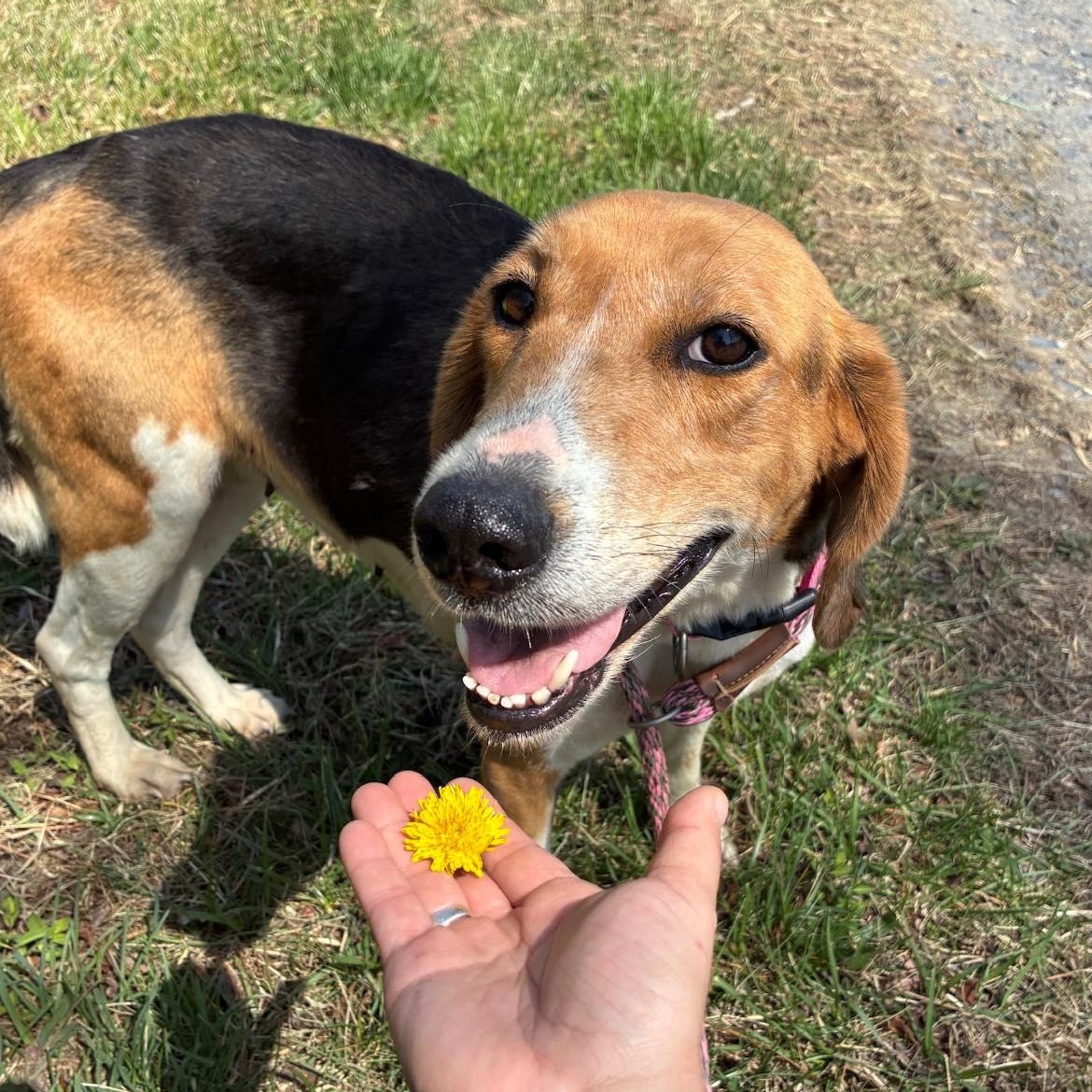 Enlarge Bunny, a ADOPTABLE Treeing Walker Coonhound in Cumberland , VA image 3/6