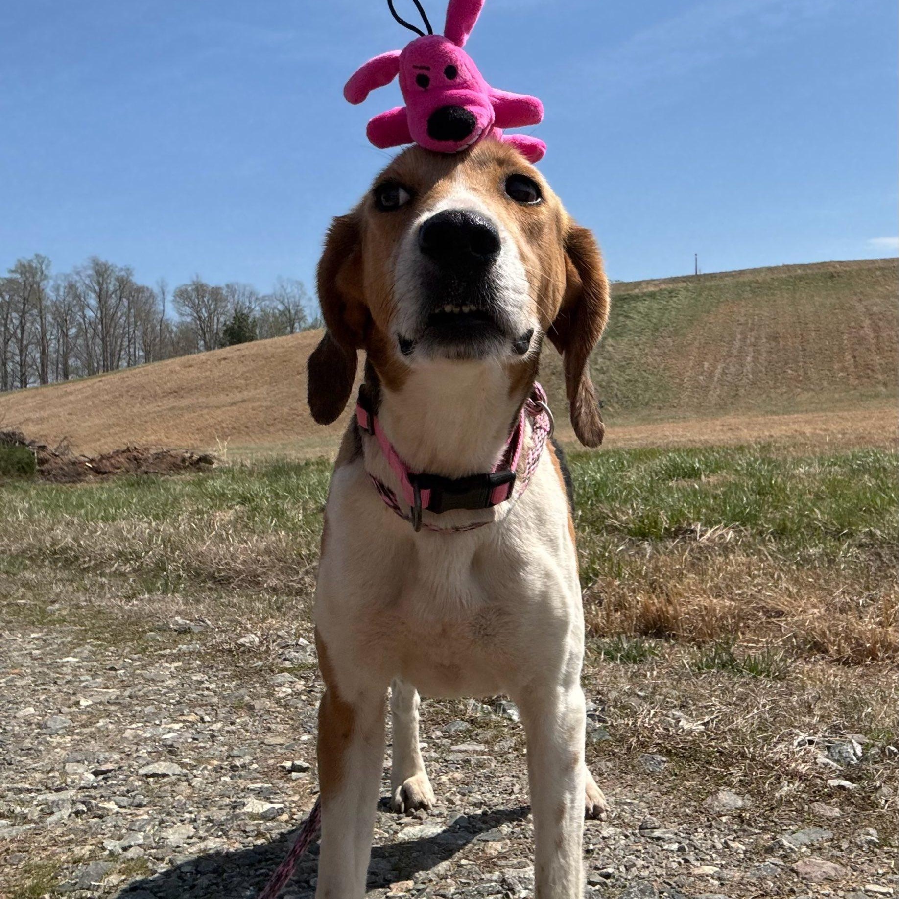 Enlarge Bunny, a ADOPTABLE Treeing Walker Coonhound in Cumberland , VA image 5/6