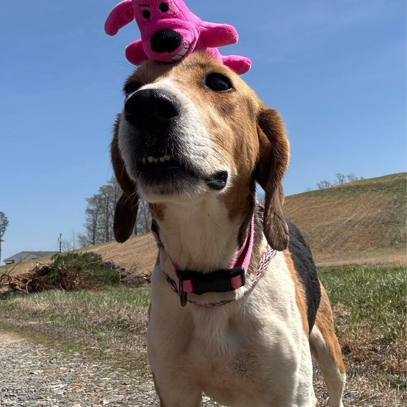 Bunny, ADOPTABLE, Adult Female Treeing Walker Coonhound.