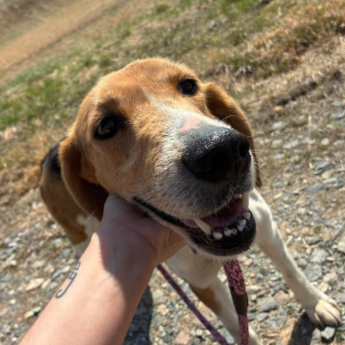 Enlarge Bunny, a ADOPTABLE Treeing Walker Coonhound in Cumberland , VA image 6/6
