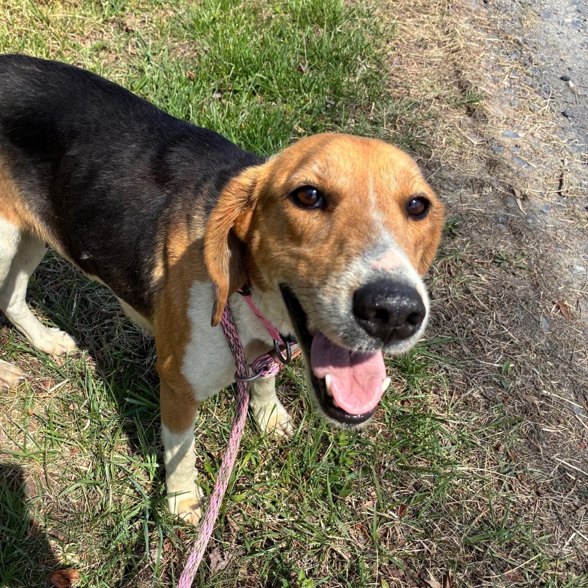 Enlarge Bunny, a ADOPTABLE Treeing Walker Coonhound in Cumberland , VA image 4/6
