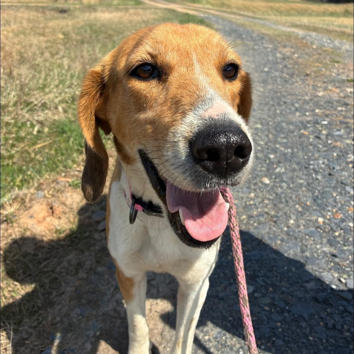 Enlarge Bunny, a ADOPTABLE Treeing Walker Coonhound in Cumberland , VA image 2/6