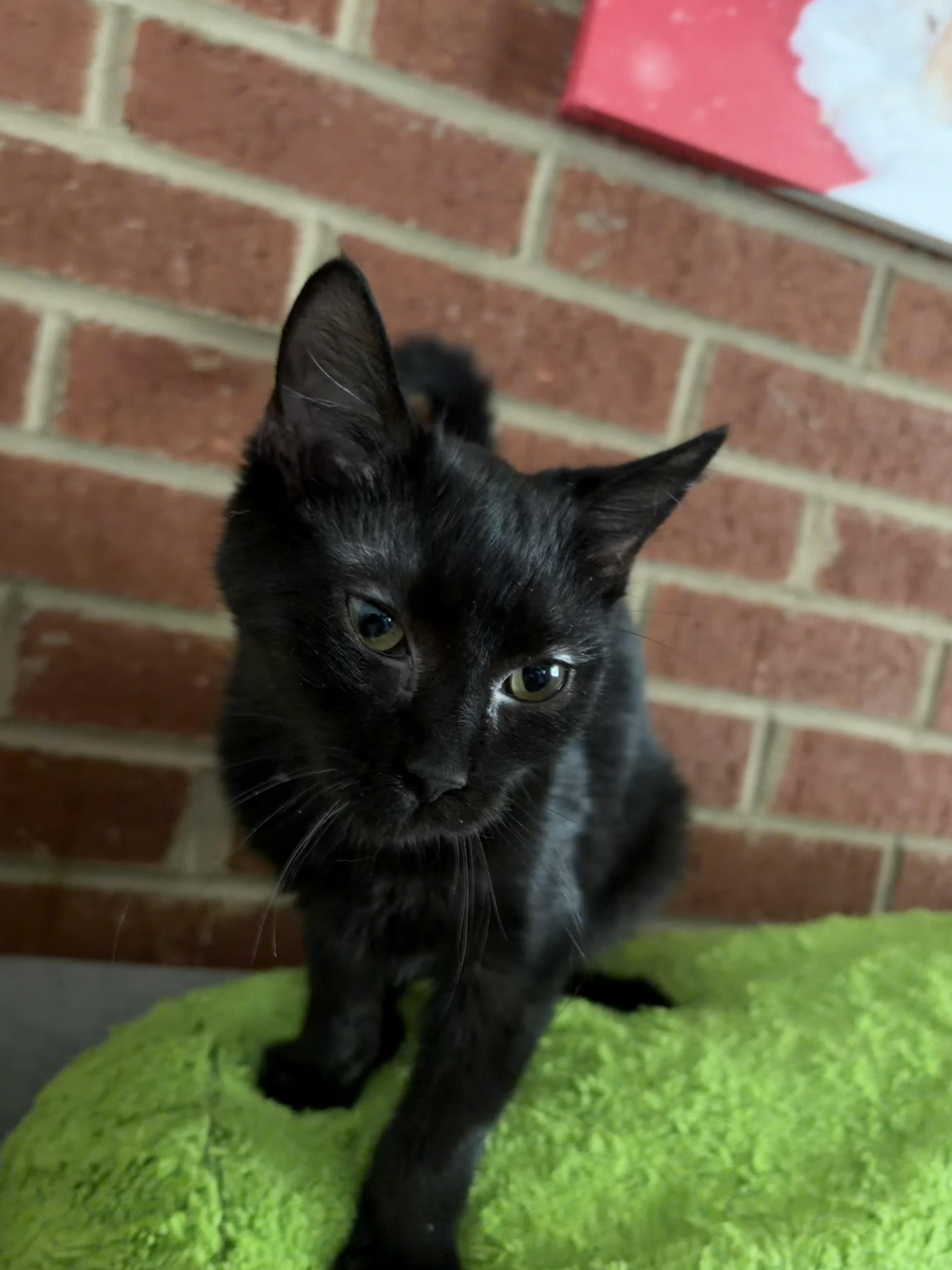 Enlarge Mayonnaise, a Adoptable Domestic Short Hair in Roanoke, VA image 1/4