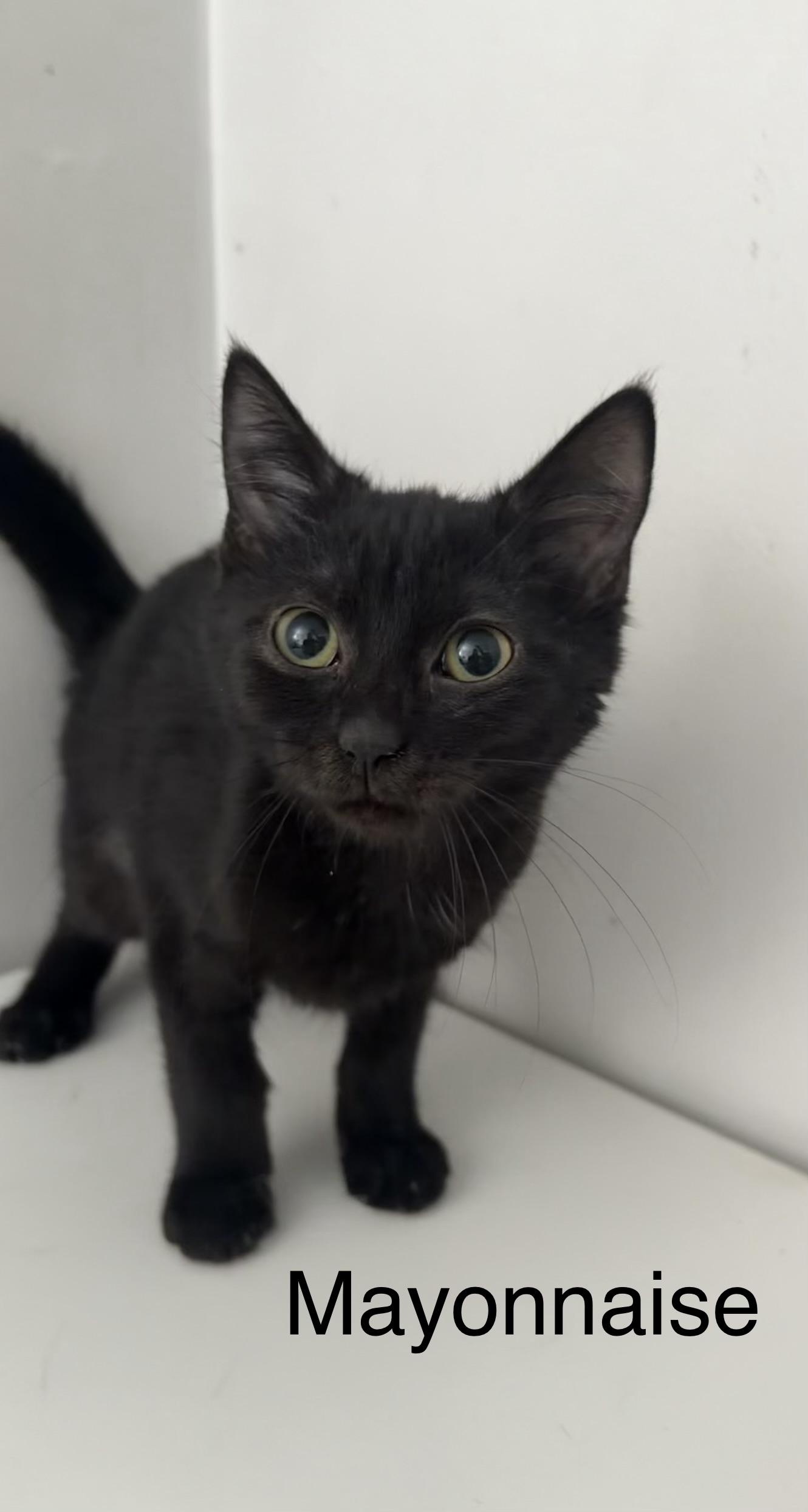 Enlarge Mayonnaise, a Adoptable Domestic Short Hair in Roanoke, VA image 2/4