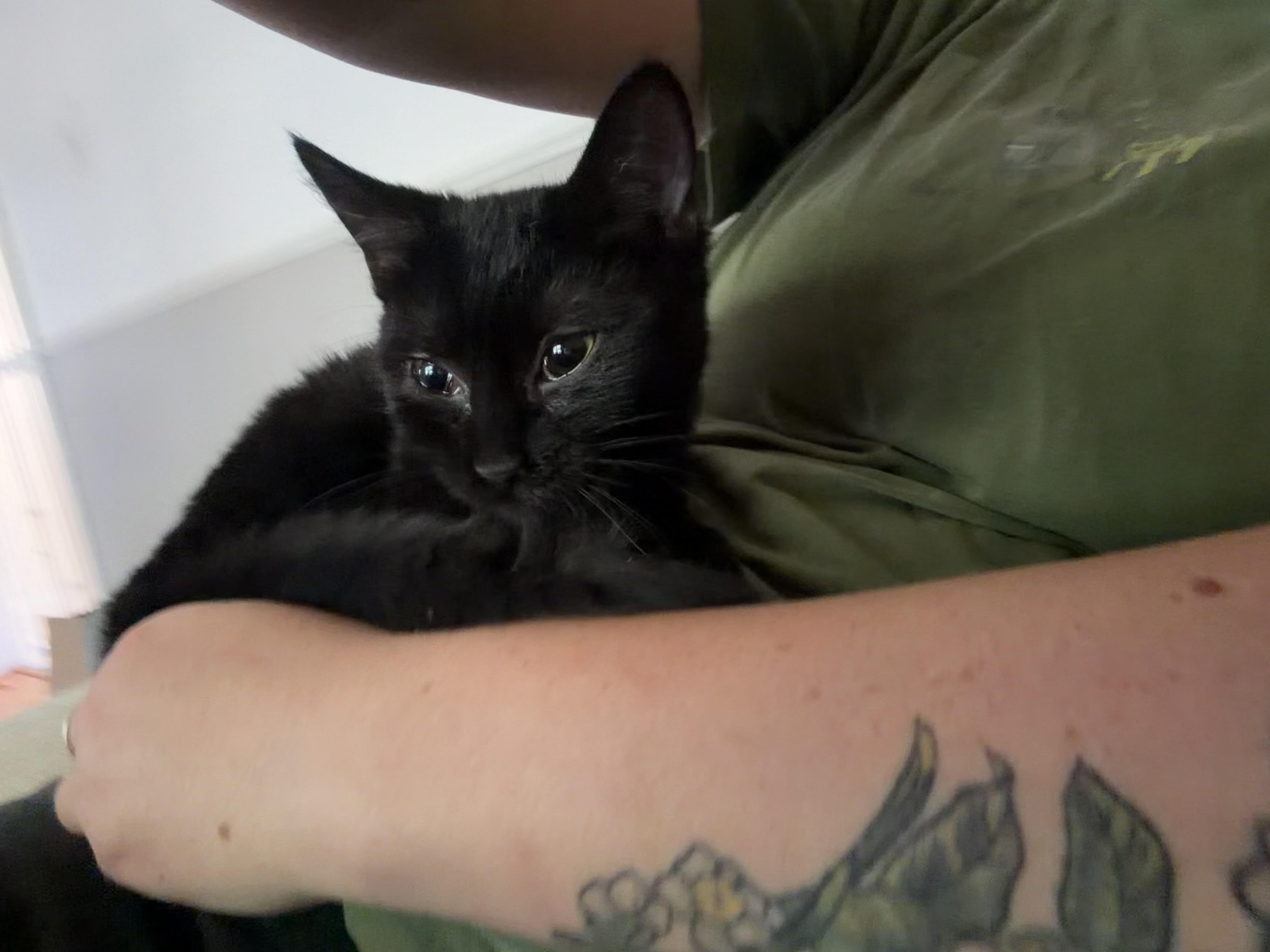 Enlarge Mayonnaise, a Adoptable Domestic Short Hair in Roanoke, VA image 4/4