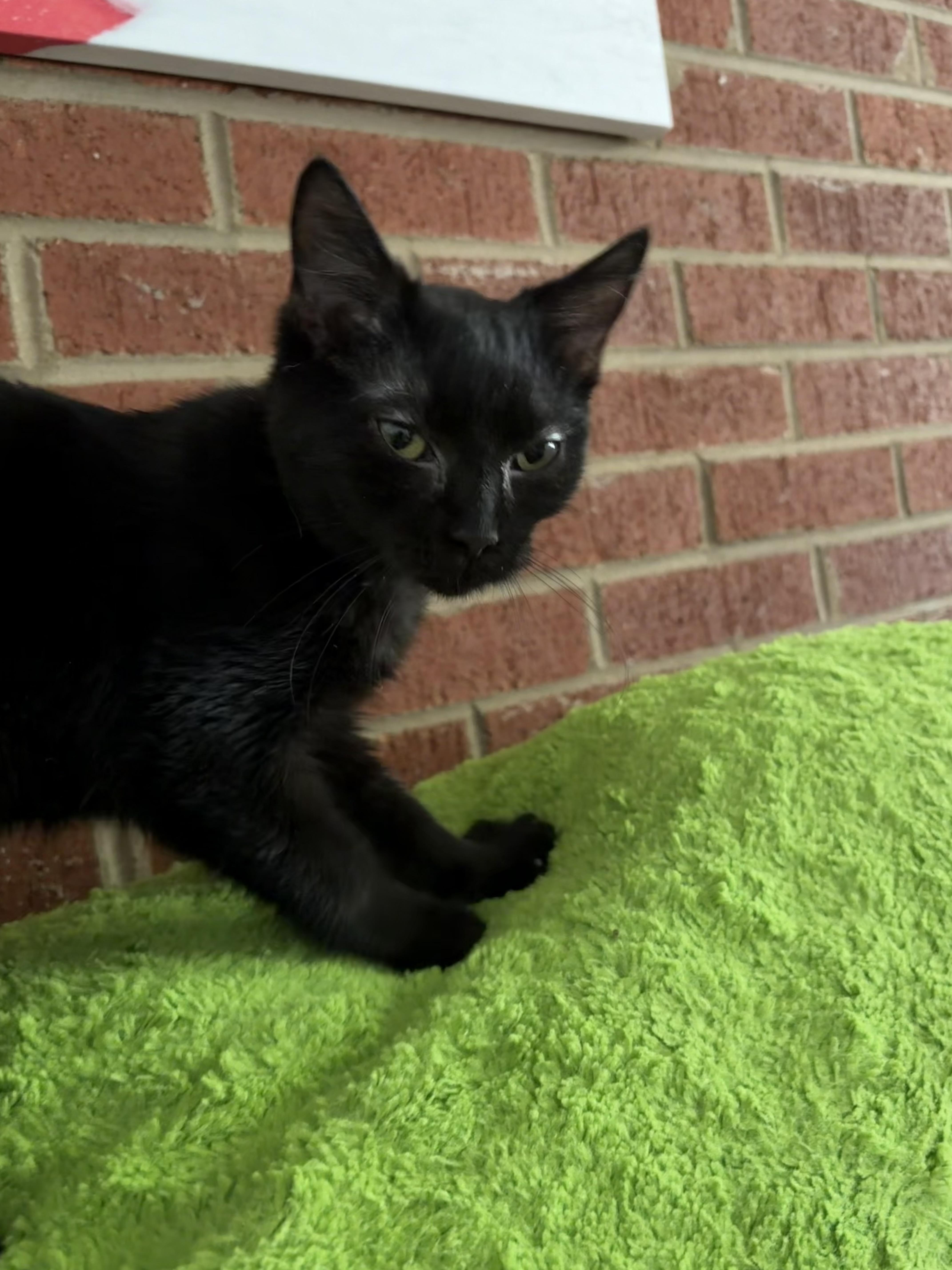 Enlarge Mayonnaise, a Adoptable Domestic Short Hair in Roanoke, VA image 3/4