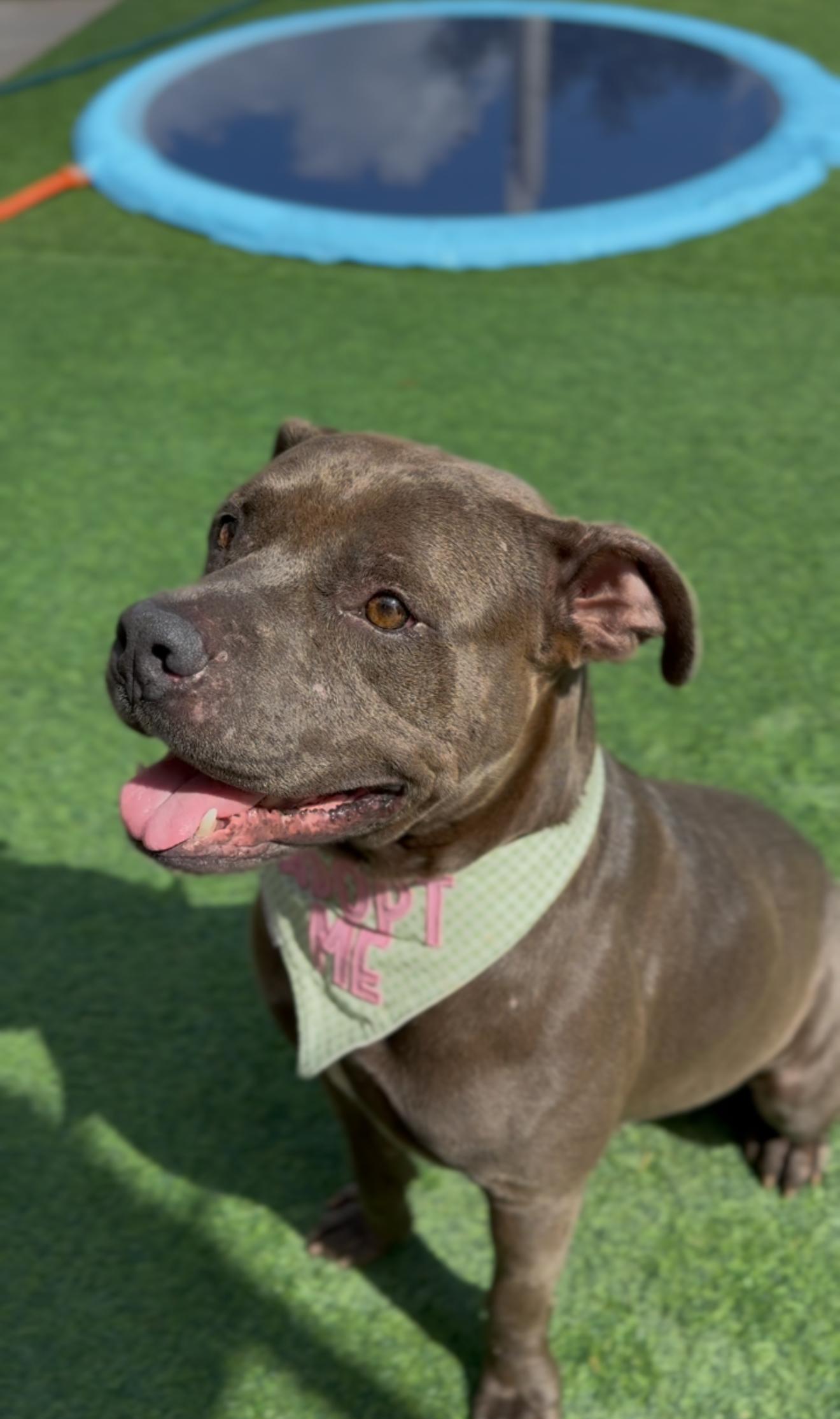Mr. Piggy Pants, a Adoptable mixed breed in East Hartford, CT image 3/6