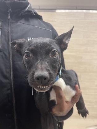 Sweetie, Adoptable, Puppy Female Mixed Breed & Mixed Breed.