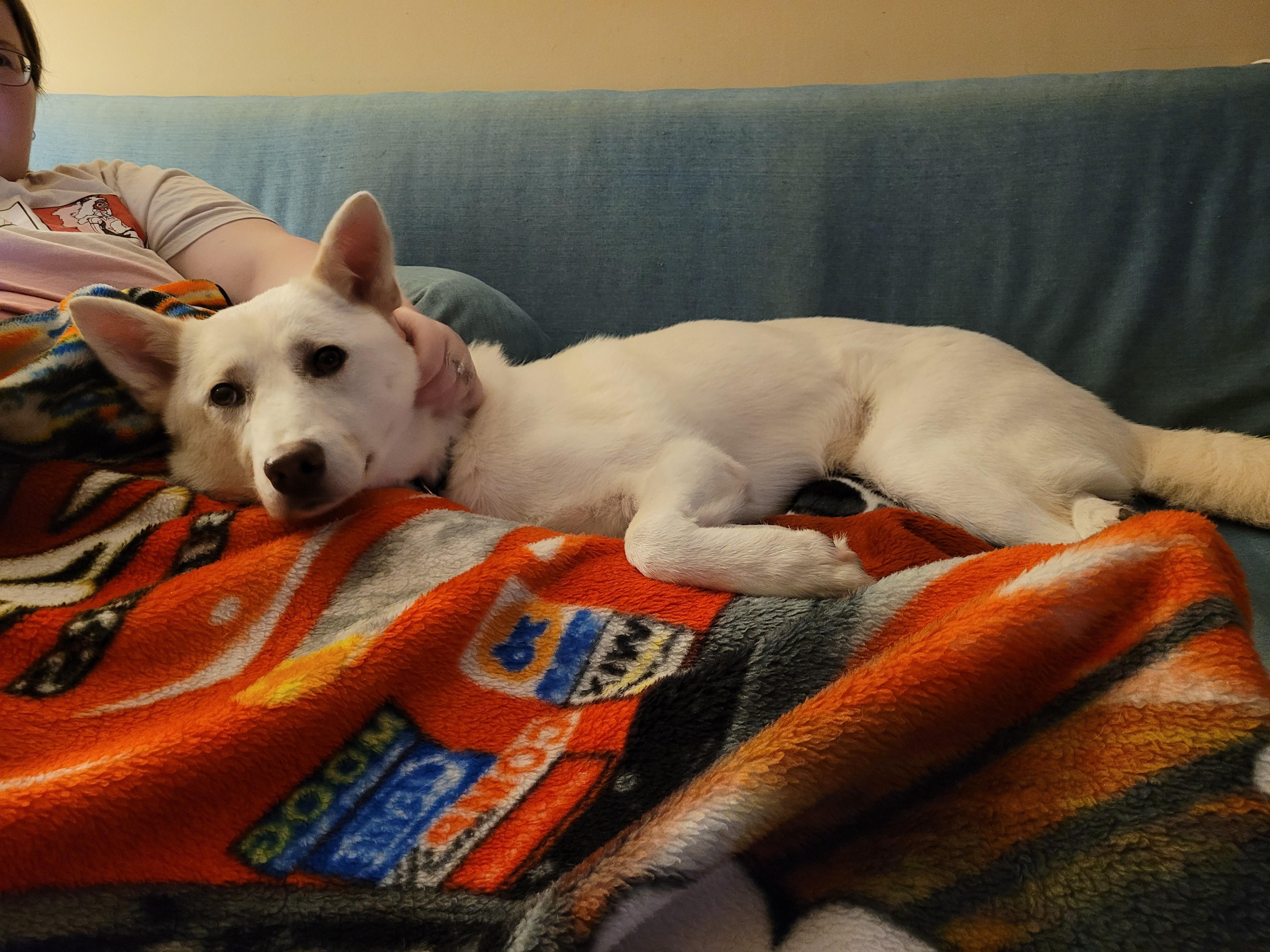 PRINCE, ADOPTABLE, Adult Male Jindo.