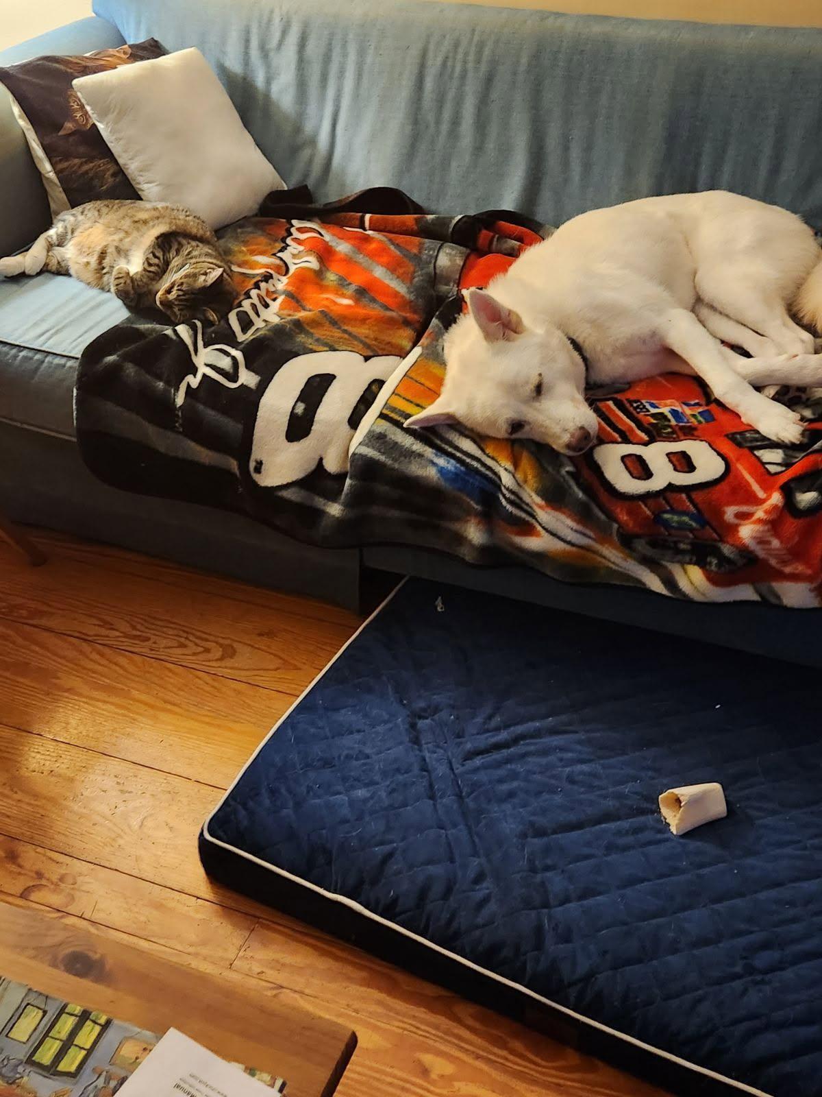 PRINCE, a ADOPTABLE mixed breed in Centreville, VA image 4/6