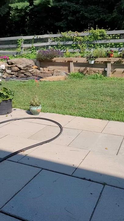 Enlarge PRINCE, a ADOPTABLE mixed breed in Centreville, VA video 6/6