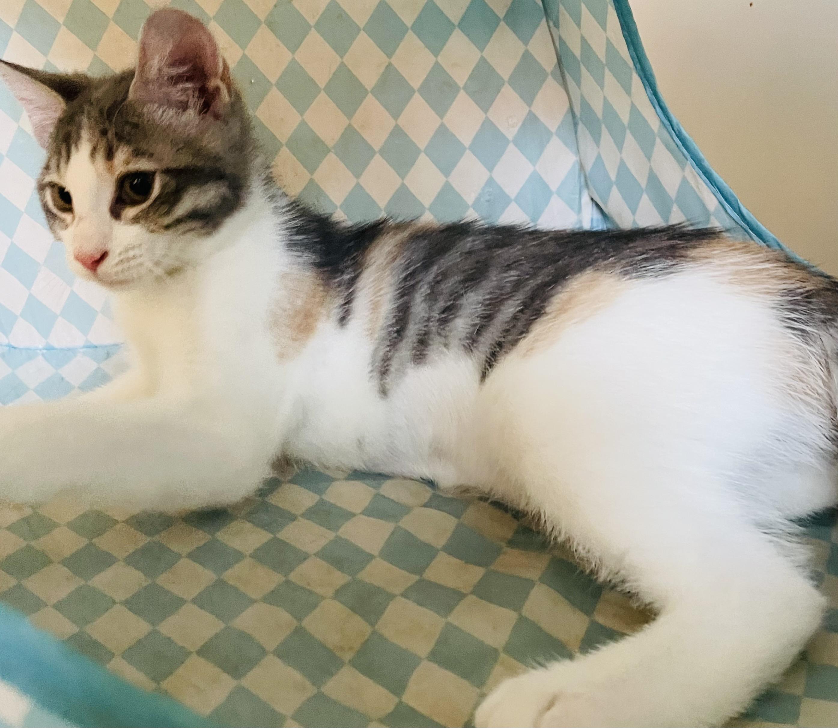 Mikan, a ADOPTABLE Domestic Short Hair in Covina , CA image 4/4