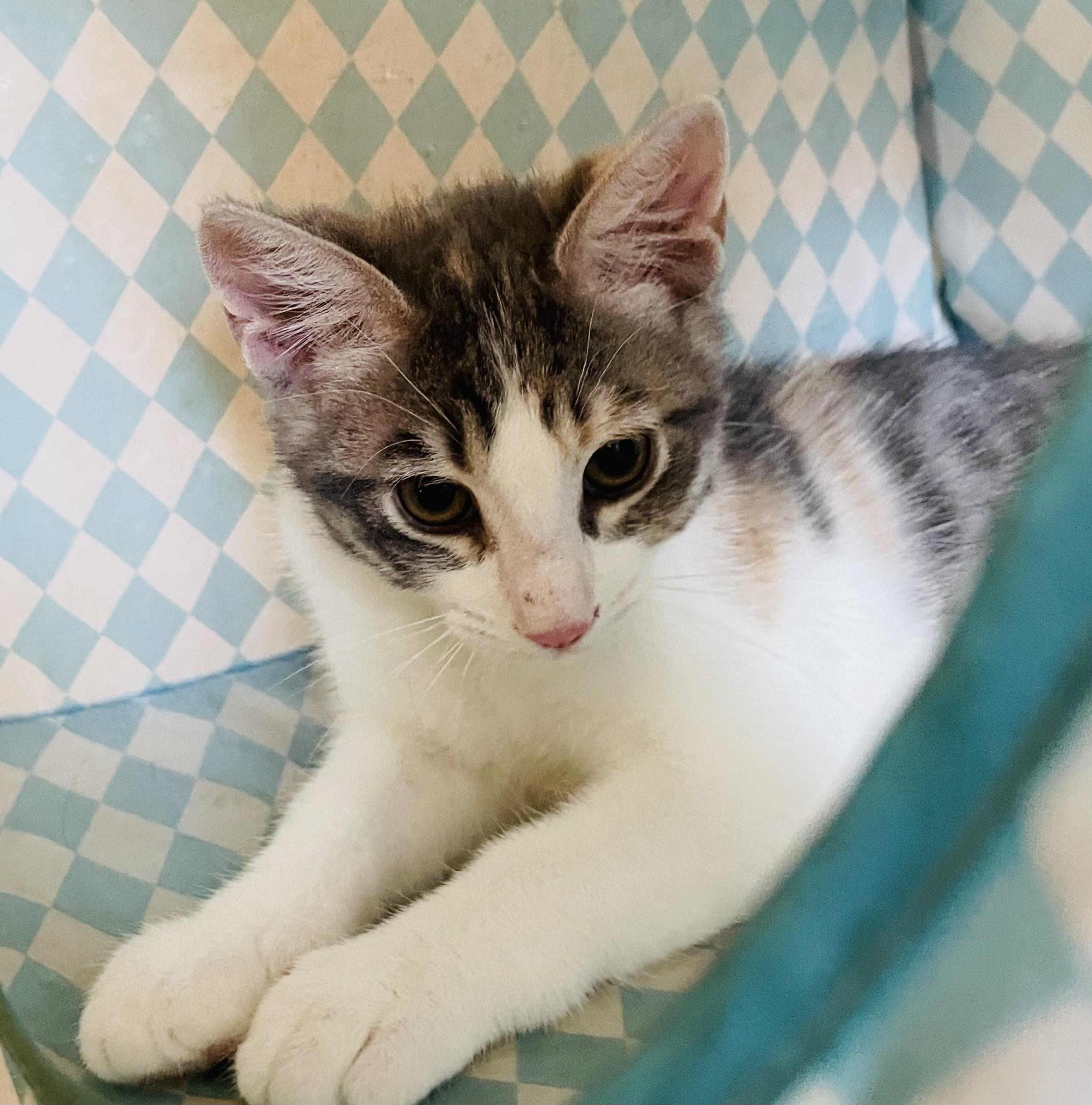 Mikan, ADOPTABLE, Kitten Female Domestic Short Hair.