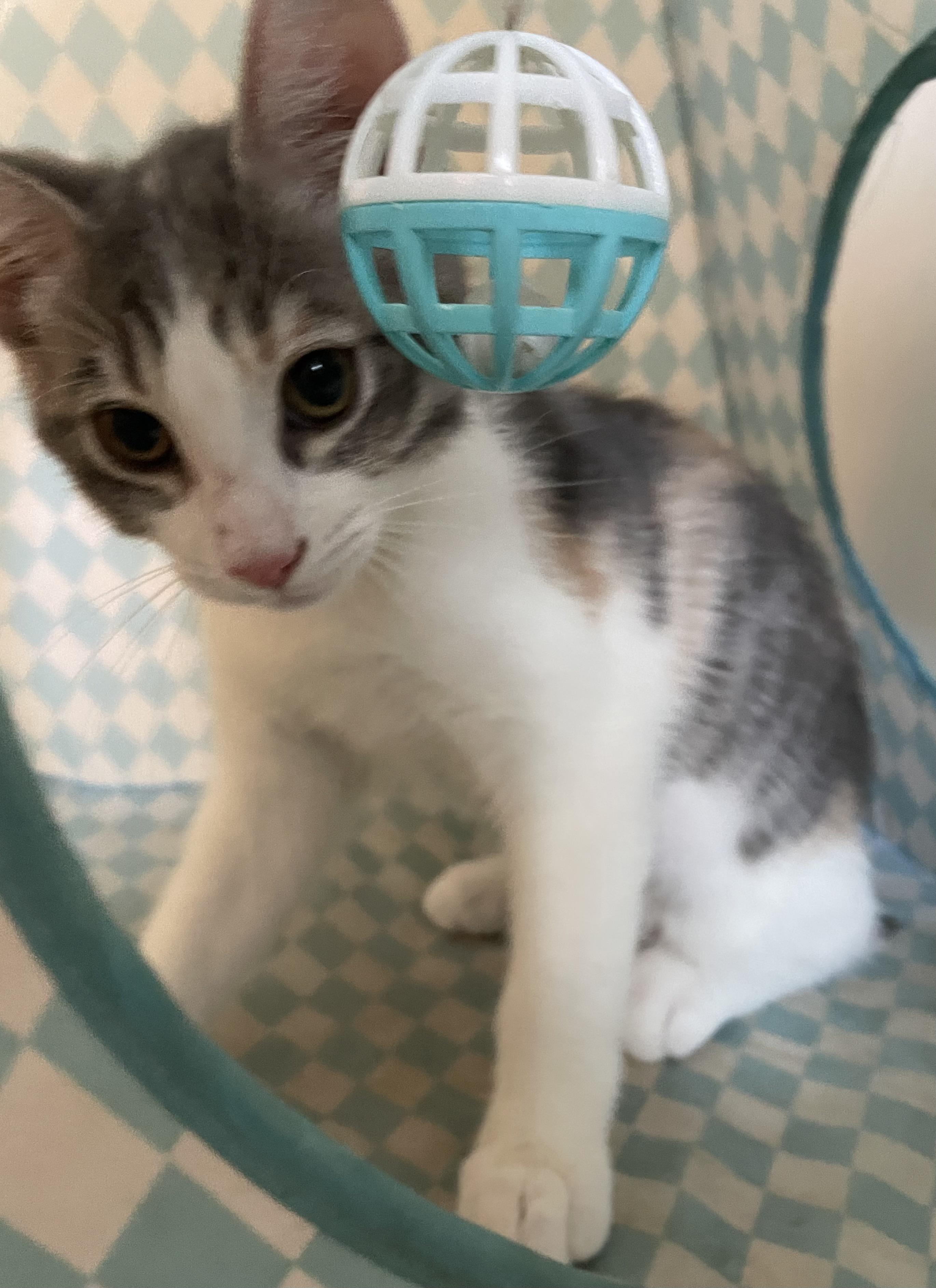 Mikan, a ADOPTABLE Domestic Short Hair in Covina , CA image 3/4