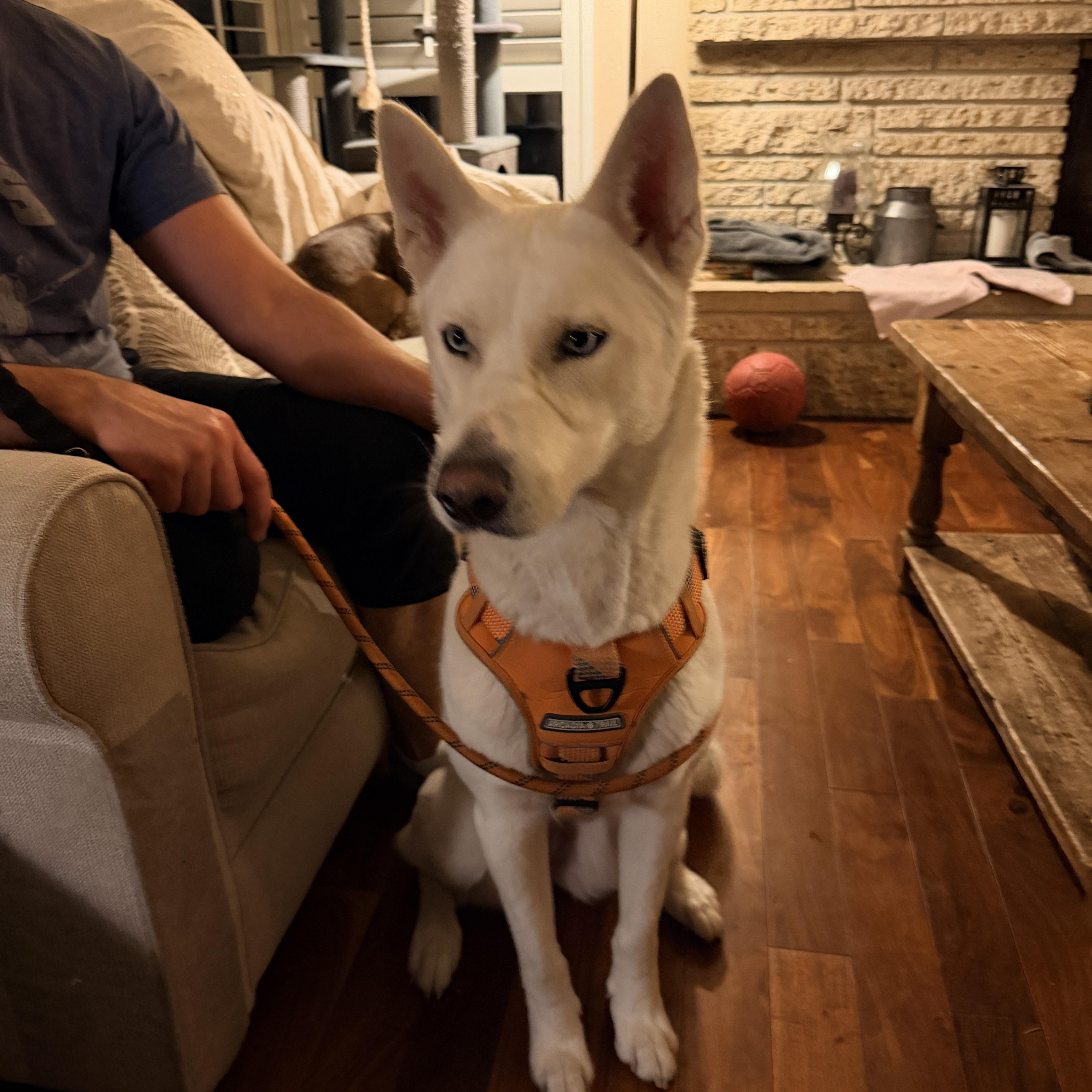 Enlarge Lola courtesy post, a ADOPTABLE mixed breed in Stockton, CA image 3/6