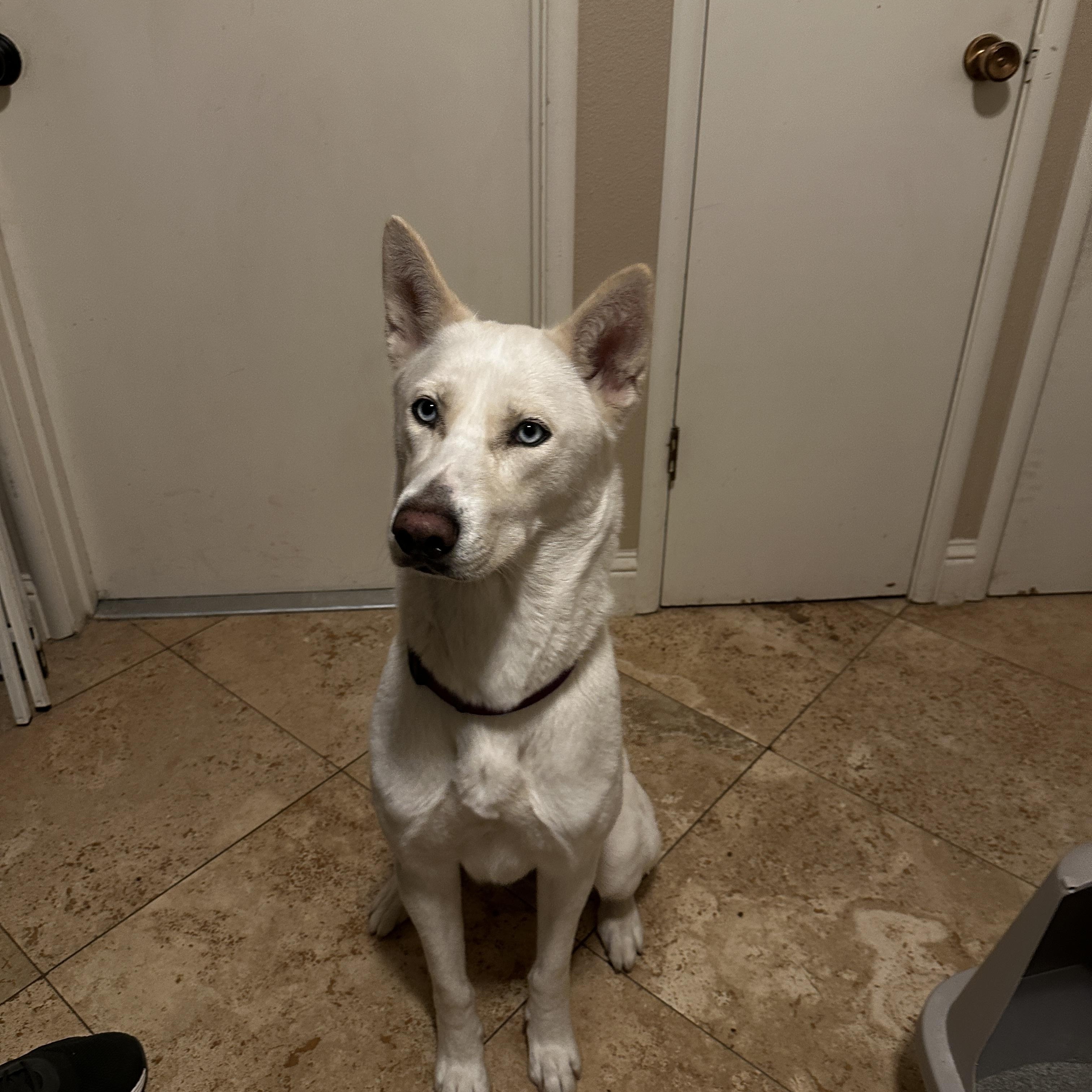 Enlarge Lola courtesy post, a ADOPTABLE mixed breed in Stockton, CA image 6/6