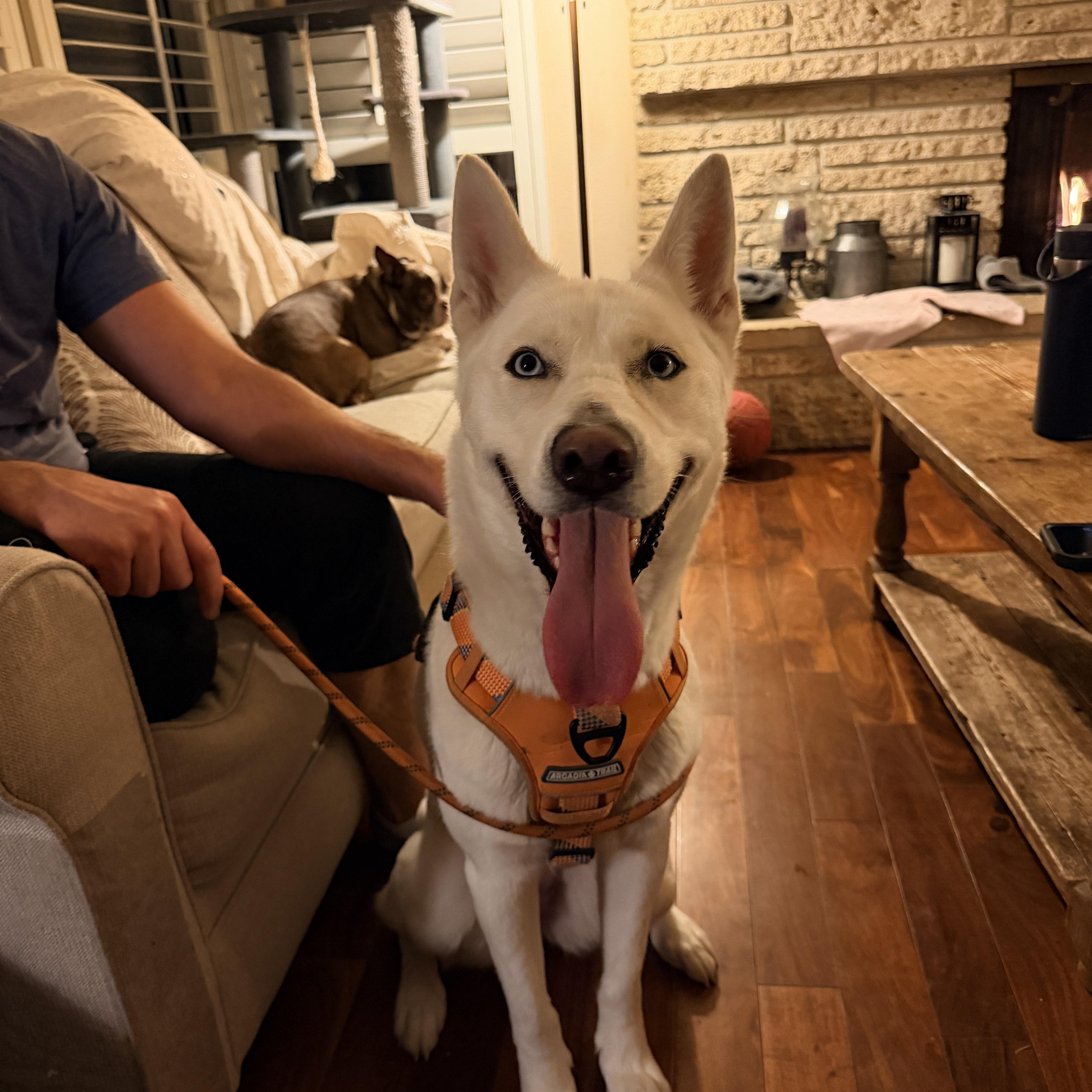 Enlarge Lola courtesy post, a ADOPTABLE mixed breed in Stockton, CA image 5/6