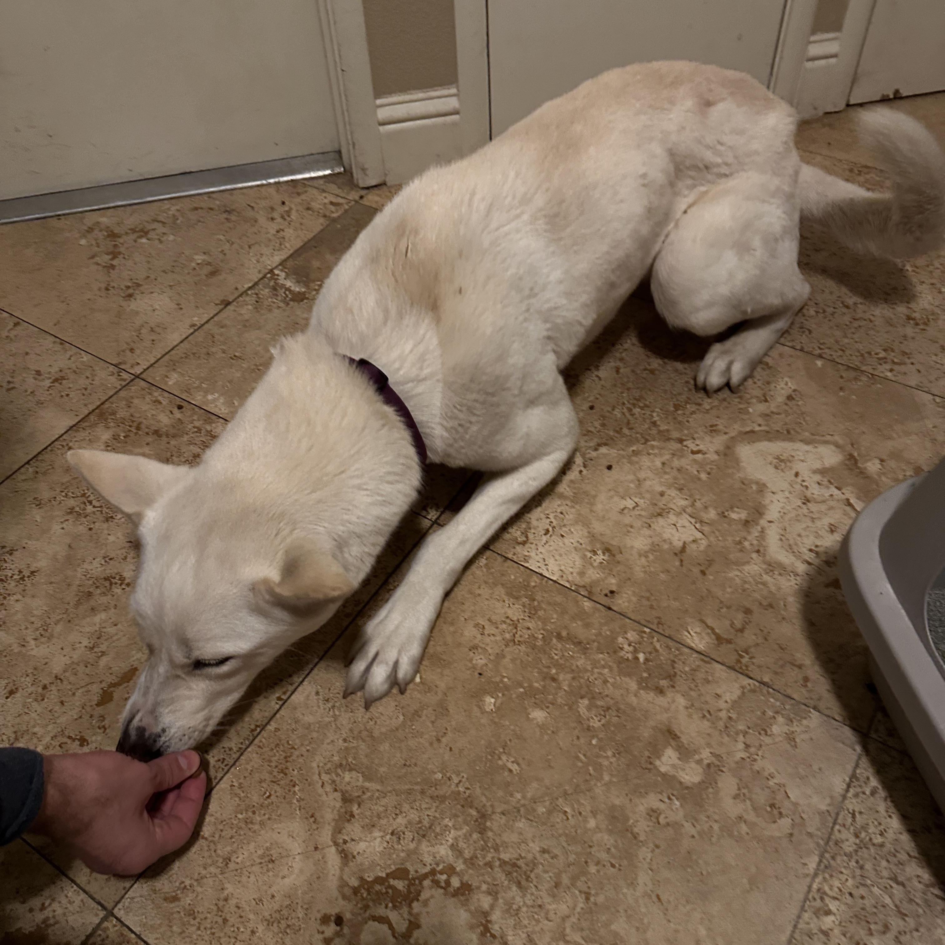 Lola courtesy post — thumbnail 4