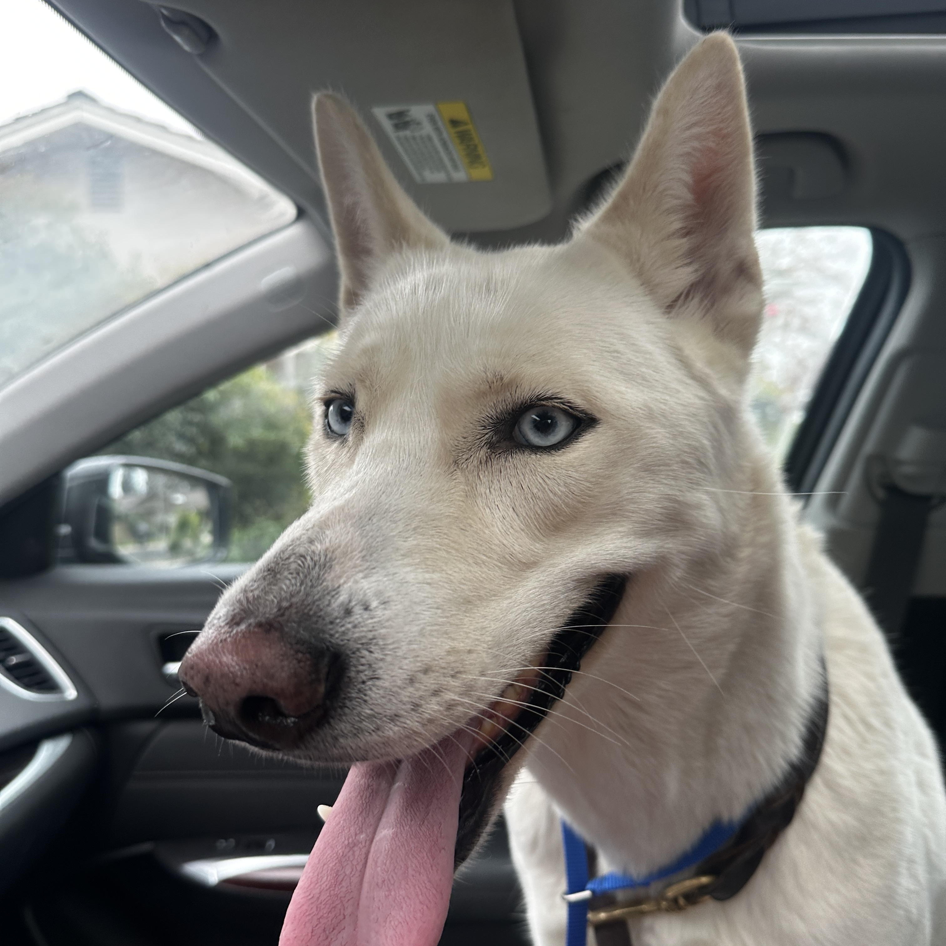 Enlarge Lola courtesy post, a ADOPTABLE mixed breed in Stockton, CA image 2/6