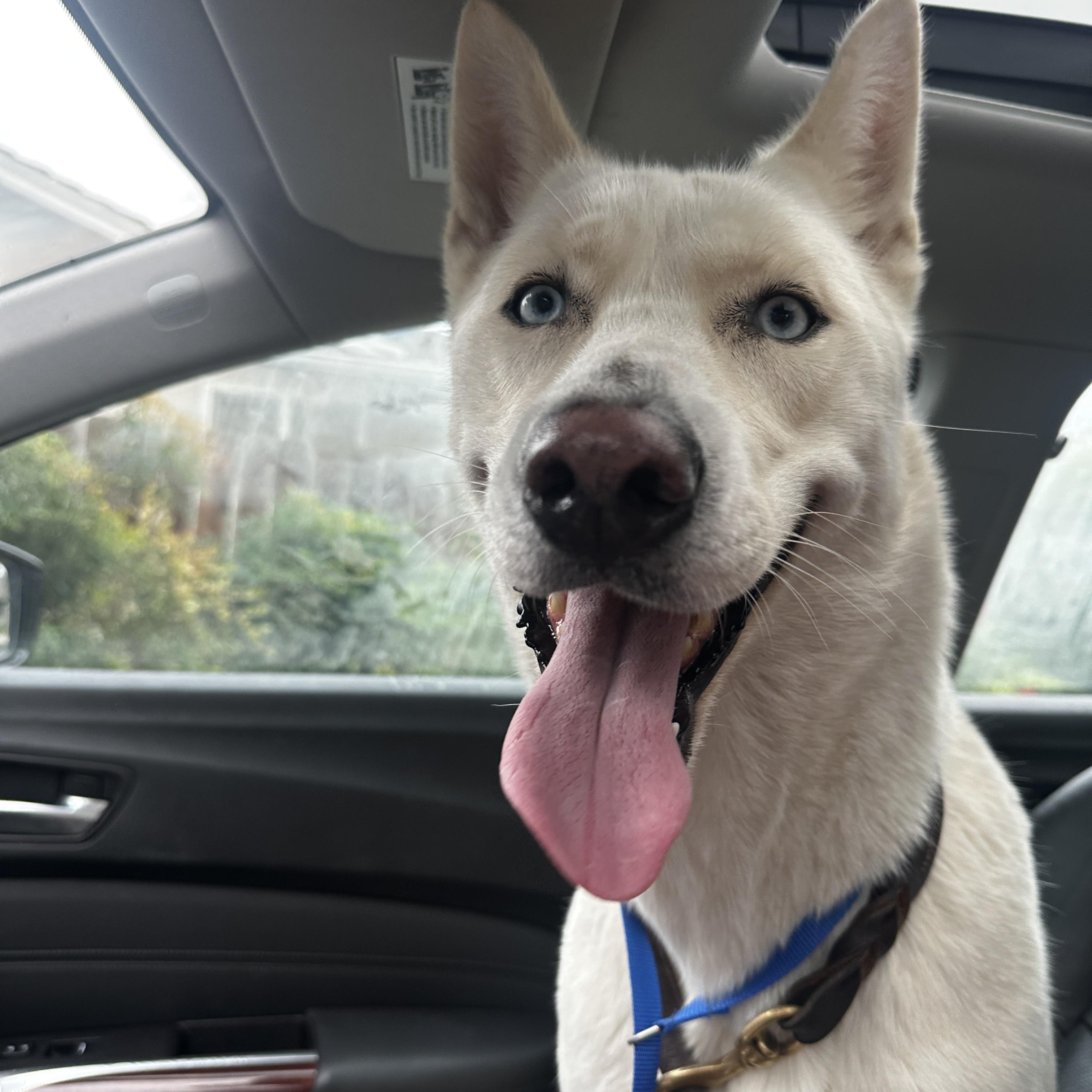 Enlarge Lola courtesy post, a ADOPTABLE mixed breed in Stockton, CA image 1/6
