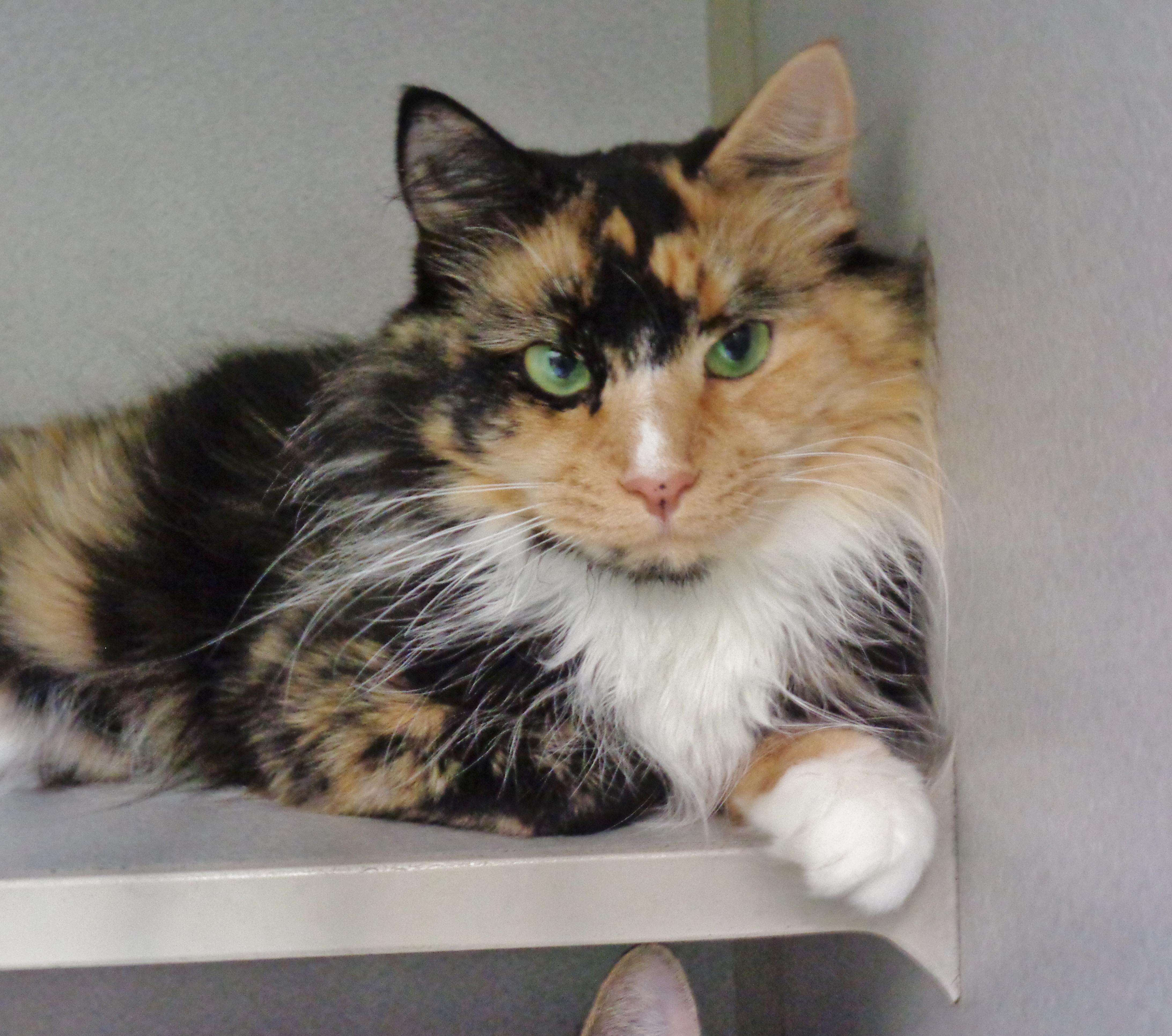 Enlarge BERRY, a ADOPTABLE Calico in Delhi, NY image 1/6