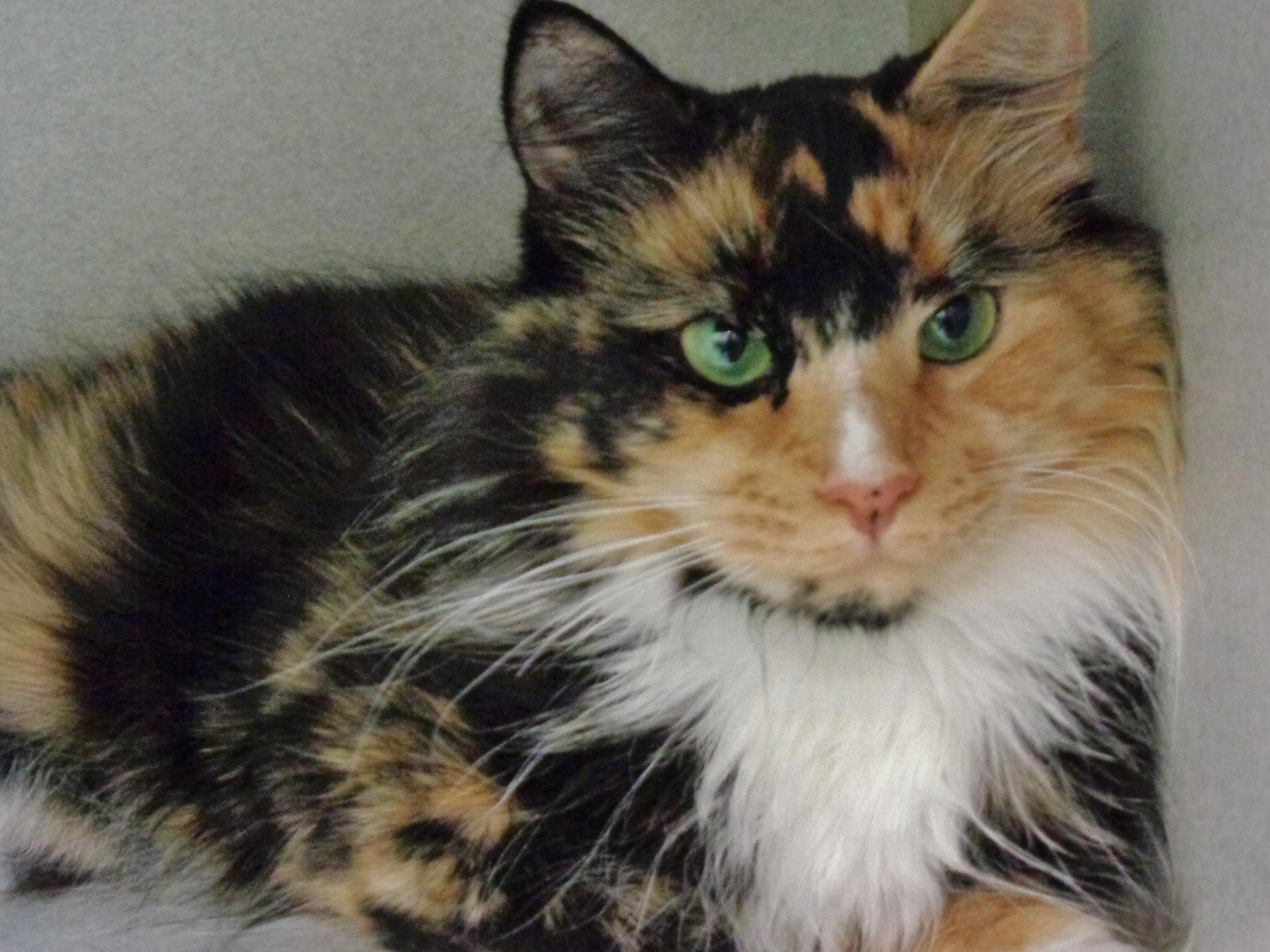 Enlarge BERRY, a ADOPTABLE Calico in Delhi, NY image 5/6