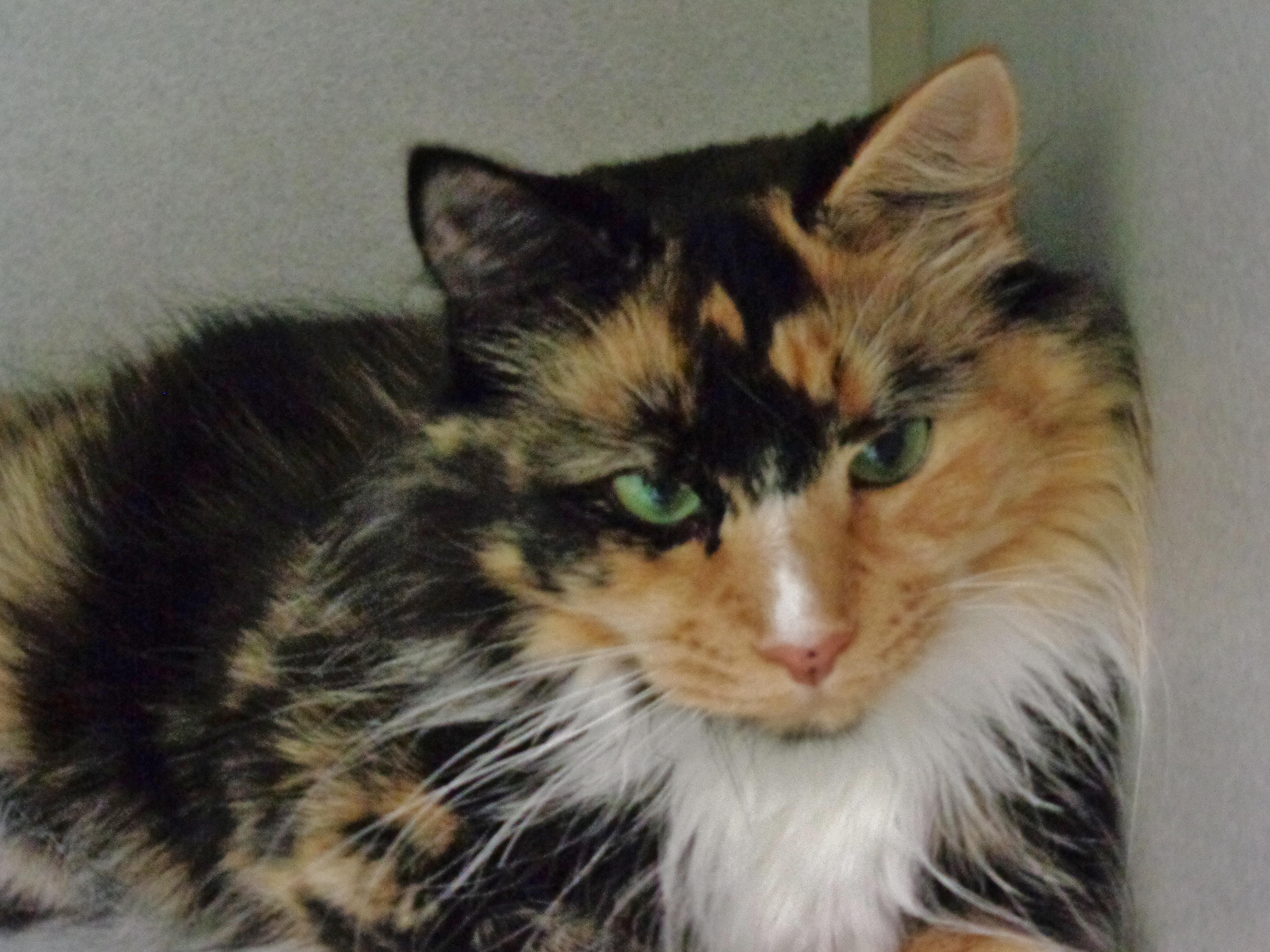 Enlarge BERRY, a ADOPTABLE Calico in Delhi, NY image 4/6