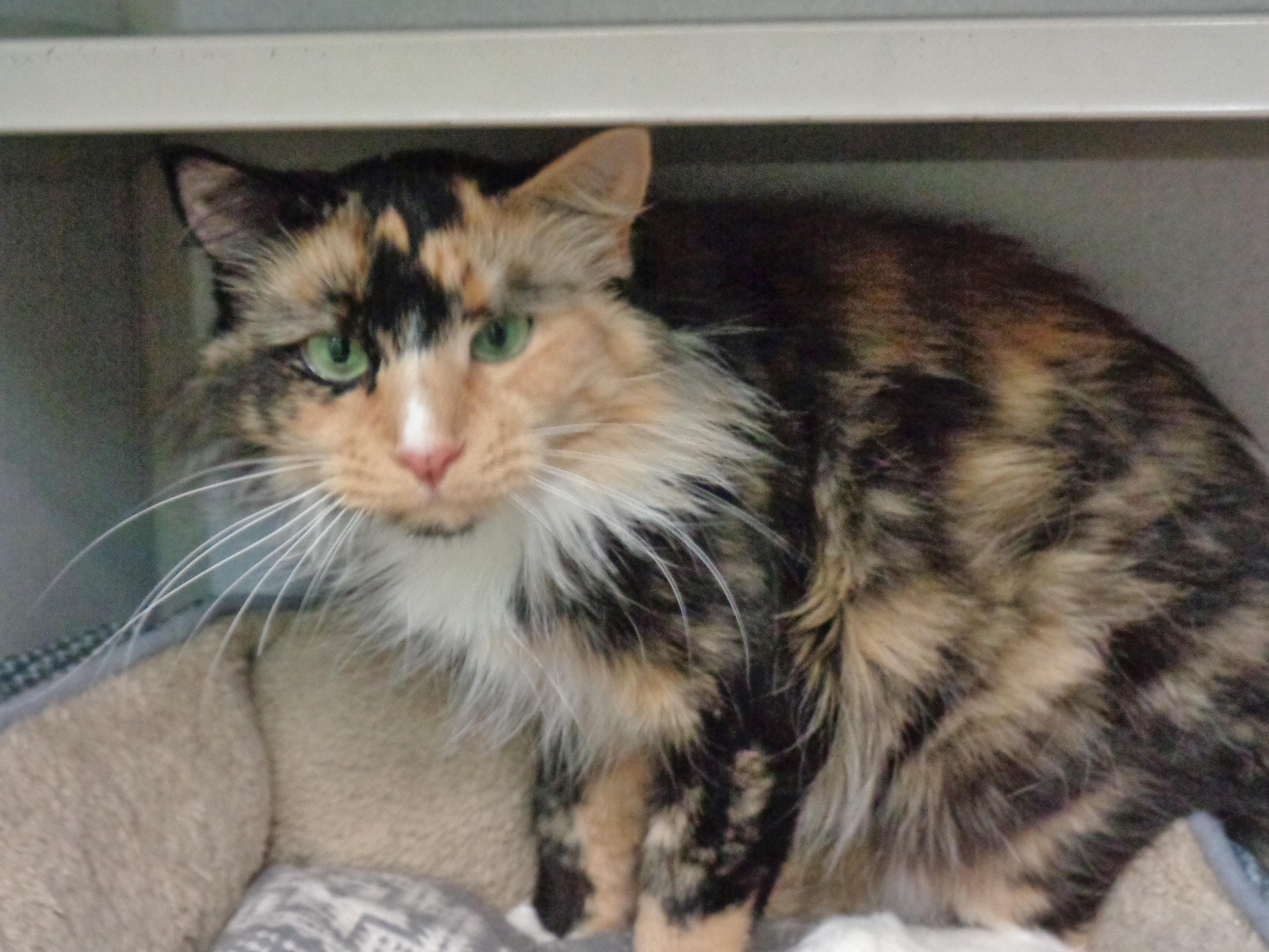 Enlarge BERRY, a ADOPTABLE Calico in Delhi, NY image 3/6