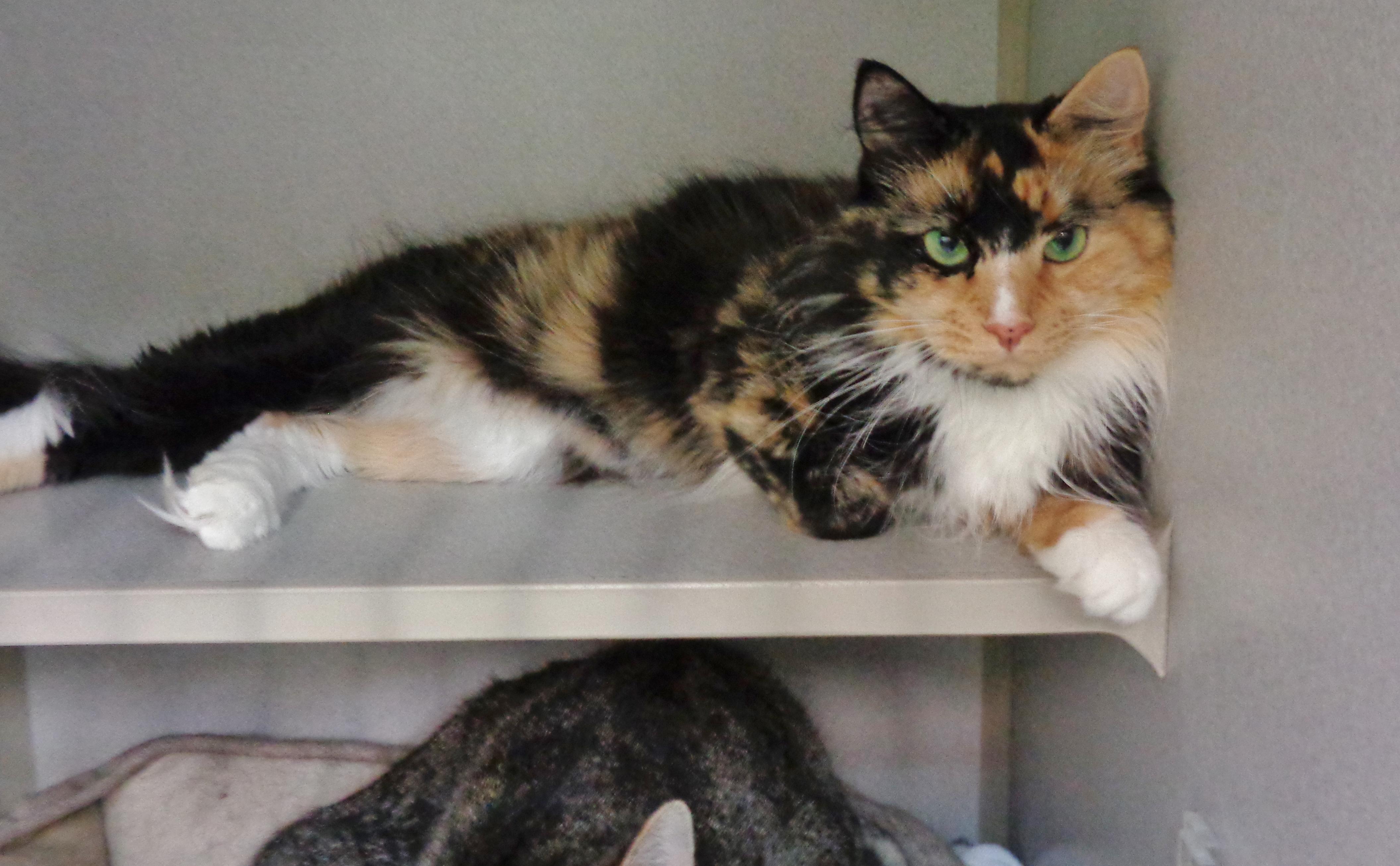 Enlarge BERRY, a ADOPTABLE Calico in Delhi, NY image 6/6