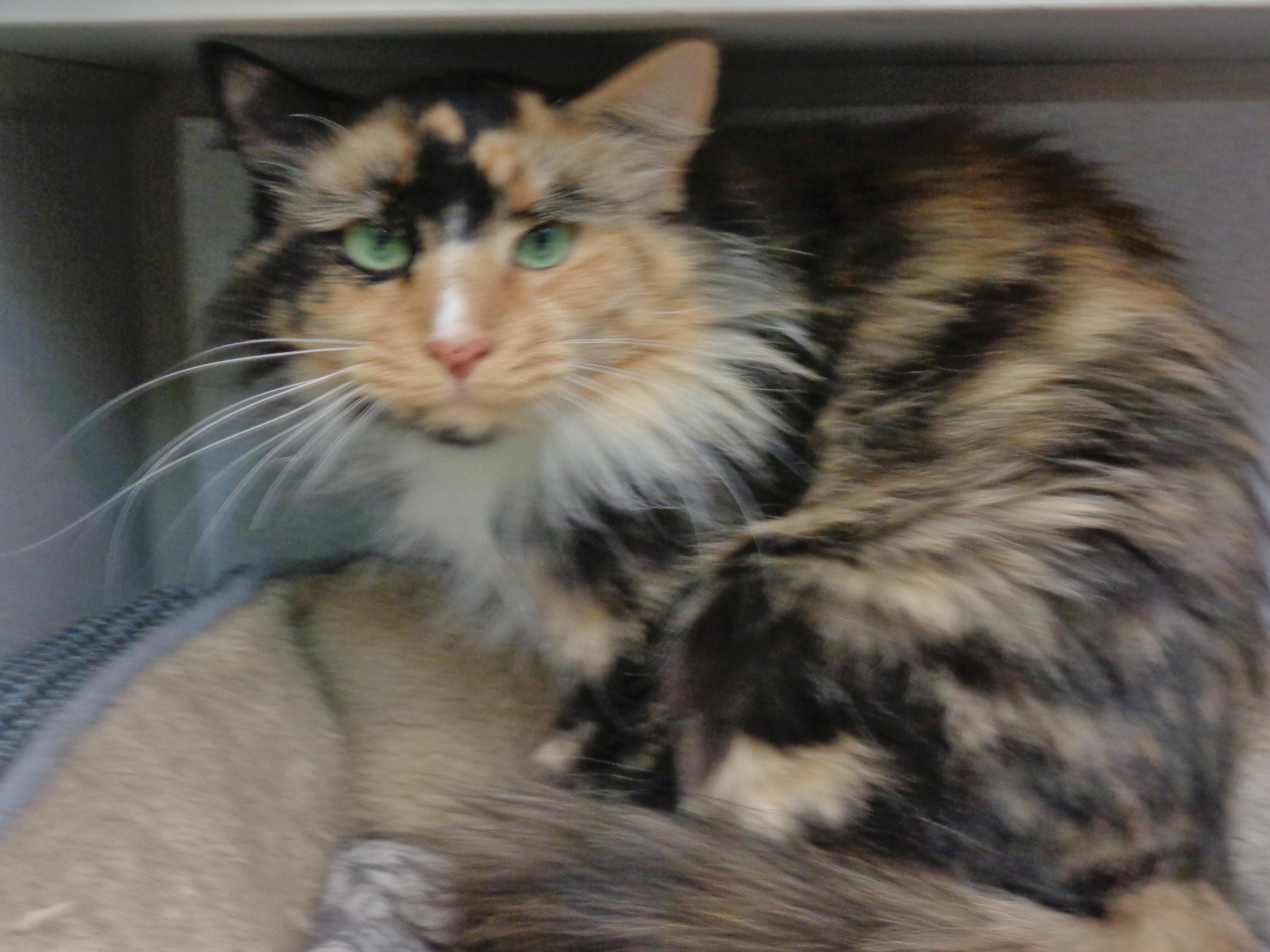 Enlarge BERRY, a ADOPTABLE Calico in Delhi, NY image 2/6