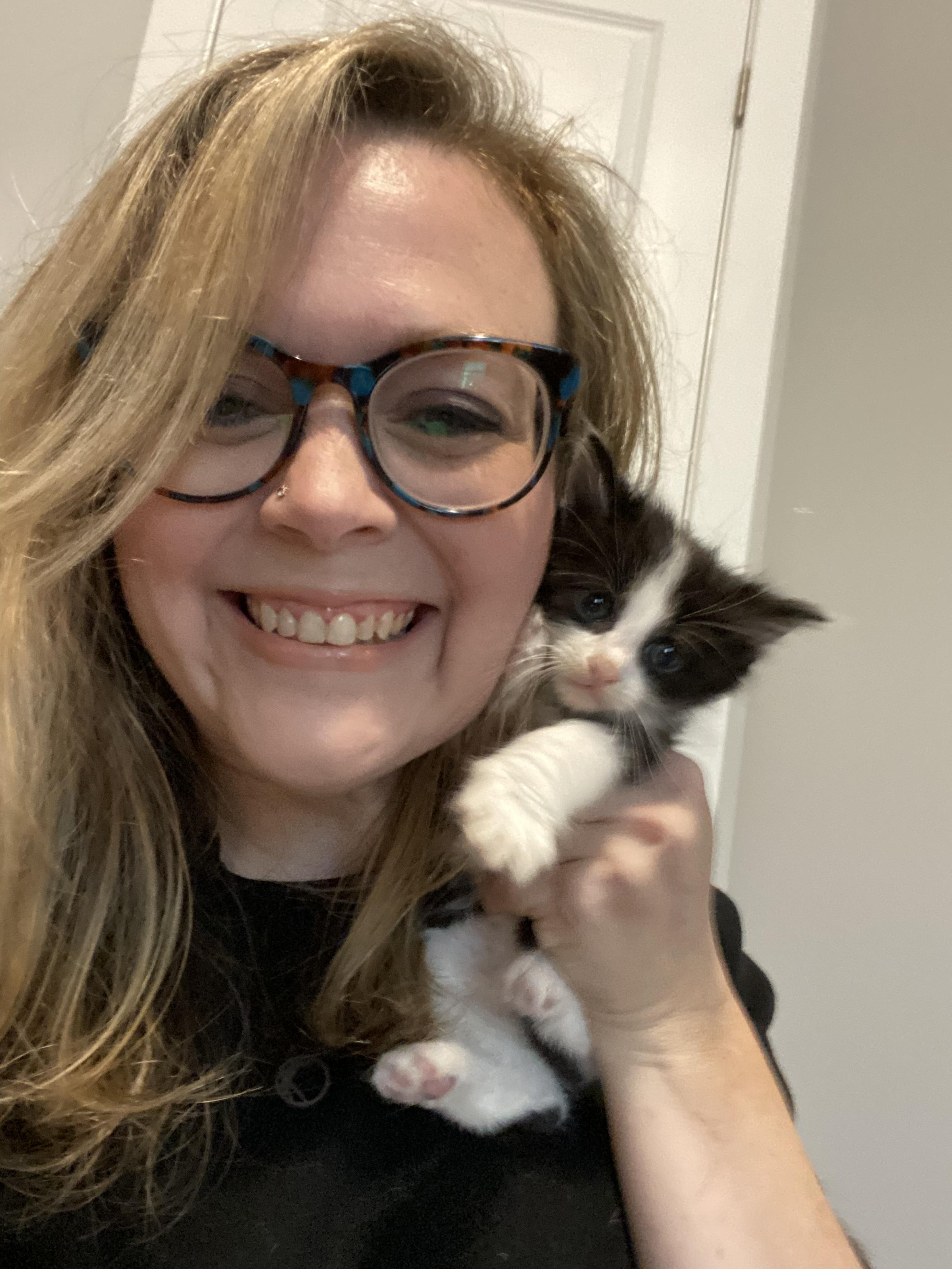Bellamy, Indra's Kitten, Adopted, Adult Male Domestic Long Hair.
