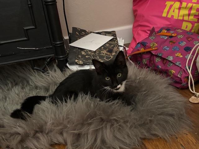 Baby Boots (BB), a Adoptable Domestic Short Hair in Santa Cruz, CA image 5/6