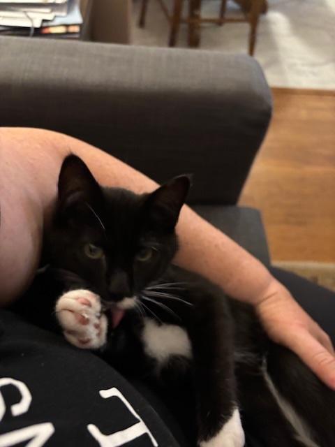 Baby Boots (BB), Adoptable, Kitten Female Domestic Short Hair.