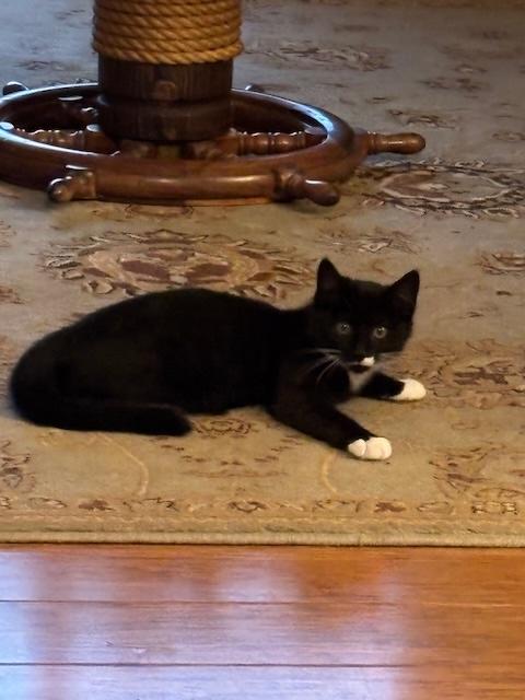 Baby Boots (BB), a Adoptable Domestic Short Hair in Santa Cruz, CA image 6/6