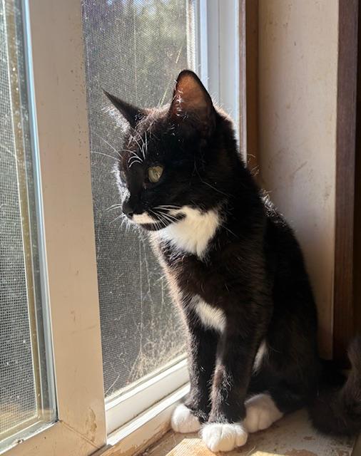 Baby Boots (BB), a Adoptable Domestic Short Hair in Santa Cruz, CA image 4/6