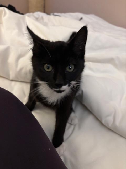 Baby Boots (BB), a Adoptable Domestic Short Hair in Santa Cruz, CA image 3/6