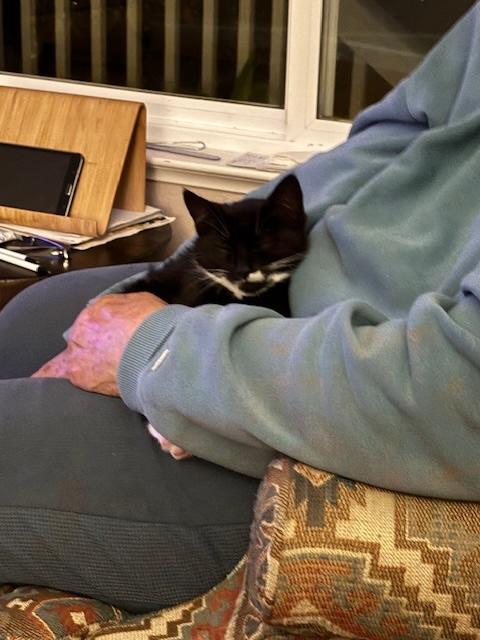 Baby Boots (BB), a Adoptable Domestic Short Hair in Santa Cruz, CA image 2/6