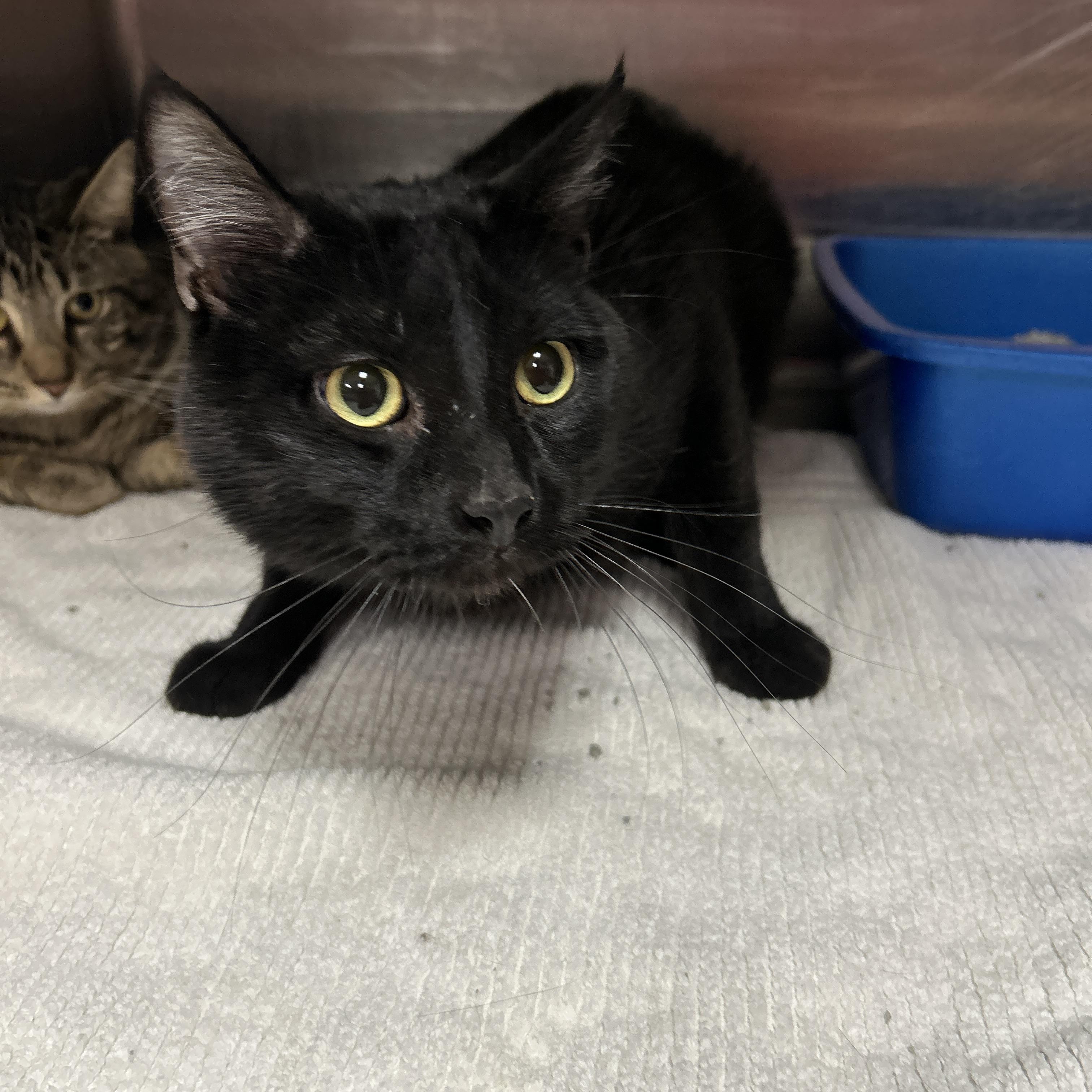 Enlarge Memphis , an adoptable Domestic Short Hair in La Grange Park, IL image 2/3