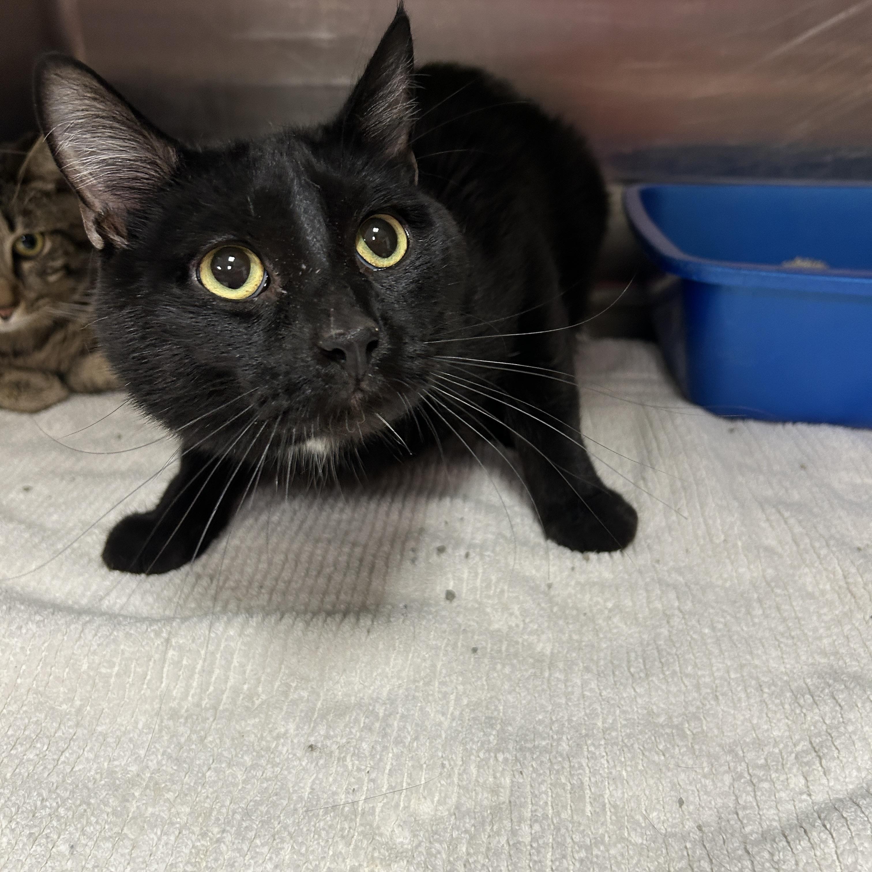 Enlarge Memphis , an adoptable Domestic Short Hair in La Grange Park, IL image 1/3