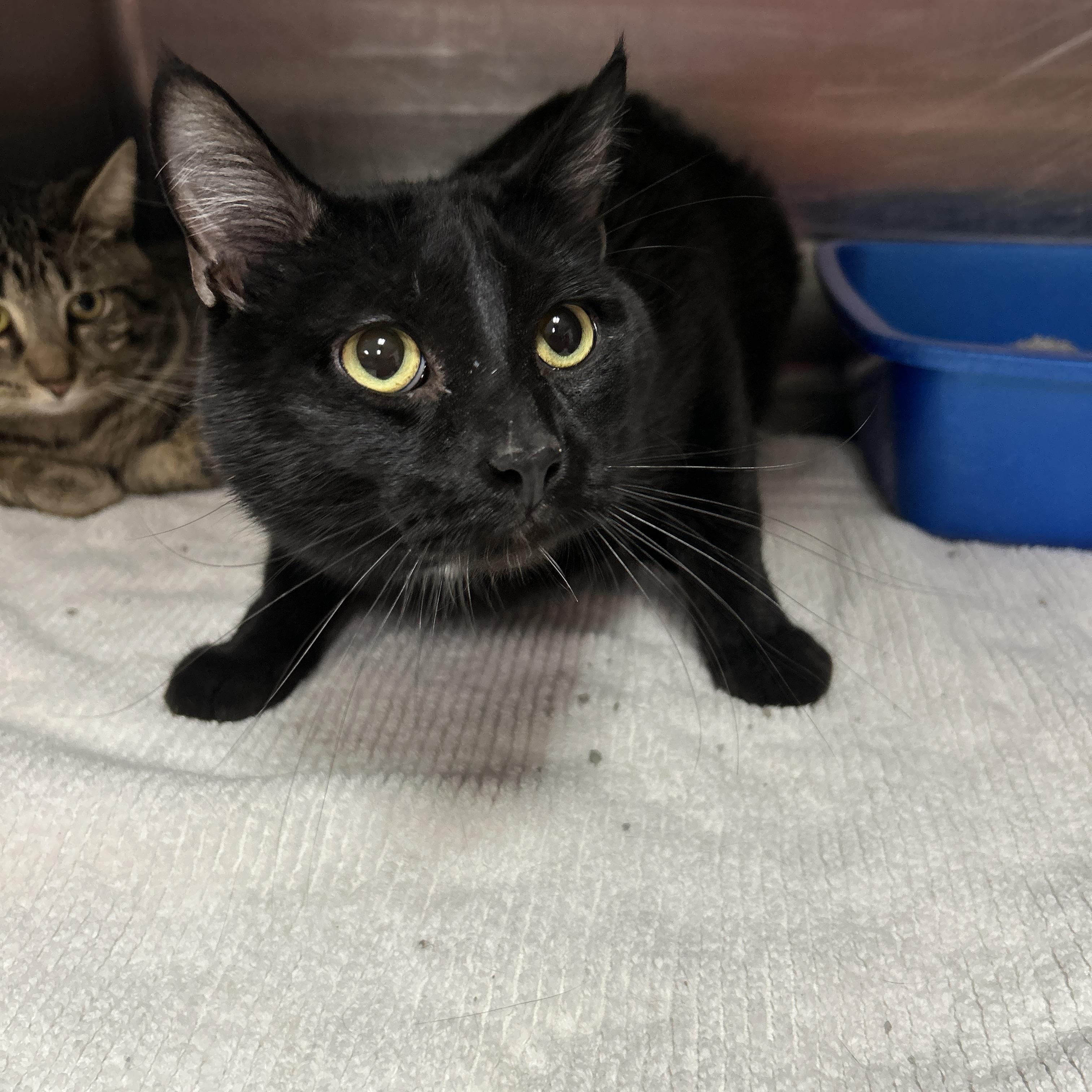 Enlarge Memphis , an adoptable Domestic Short Hair in La Grange Park, IL image 3/3